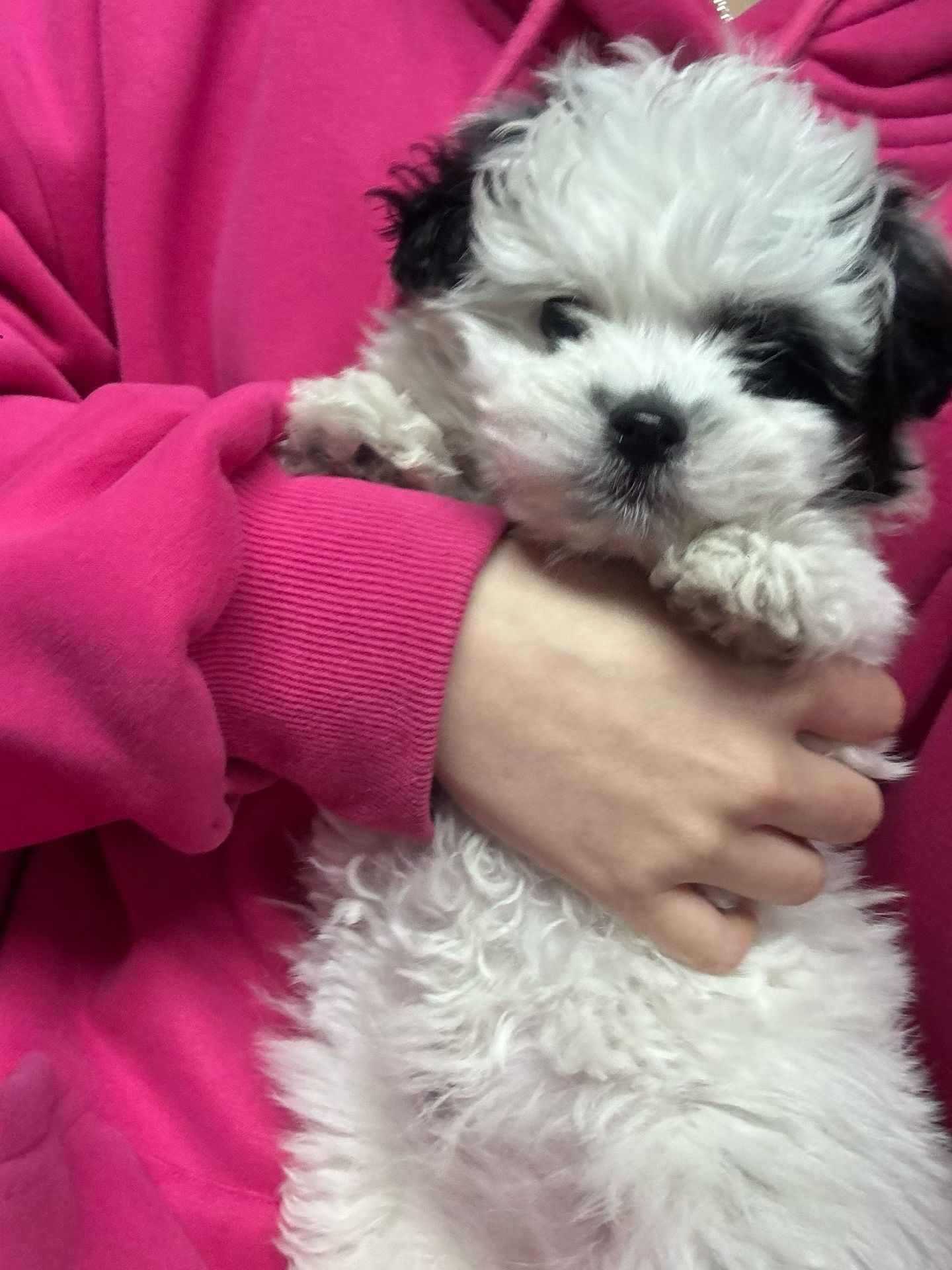 长得有点像帕恰狗生活手记