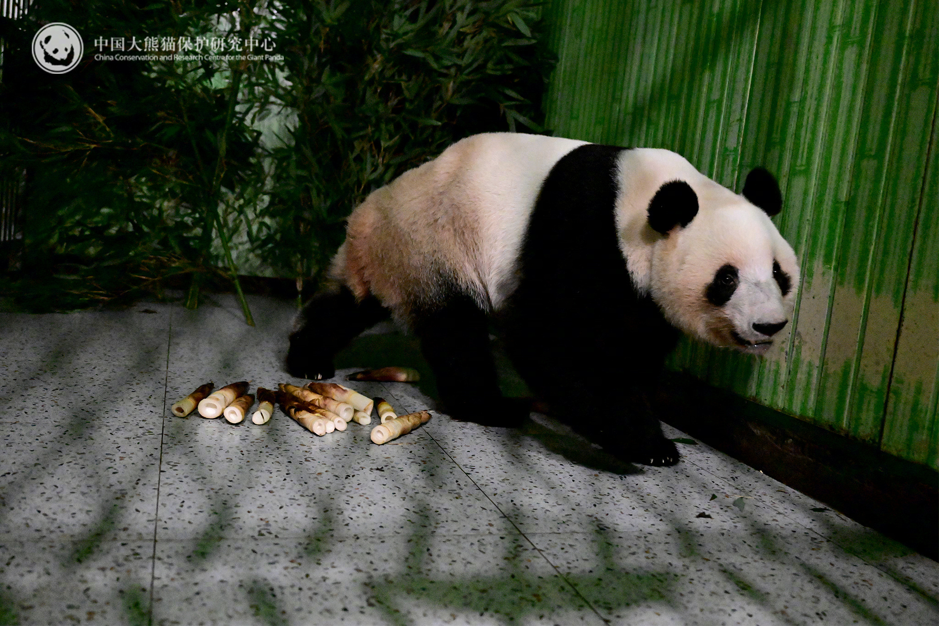 【旅日大熊猫晓晓蕾蕾平安接返回国 | 熊猫播报 】据中国野生动物保护协会消息，根