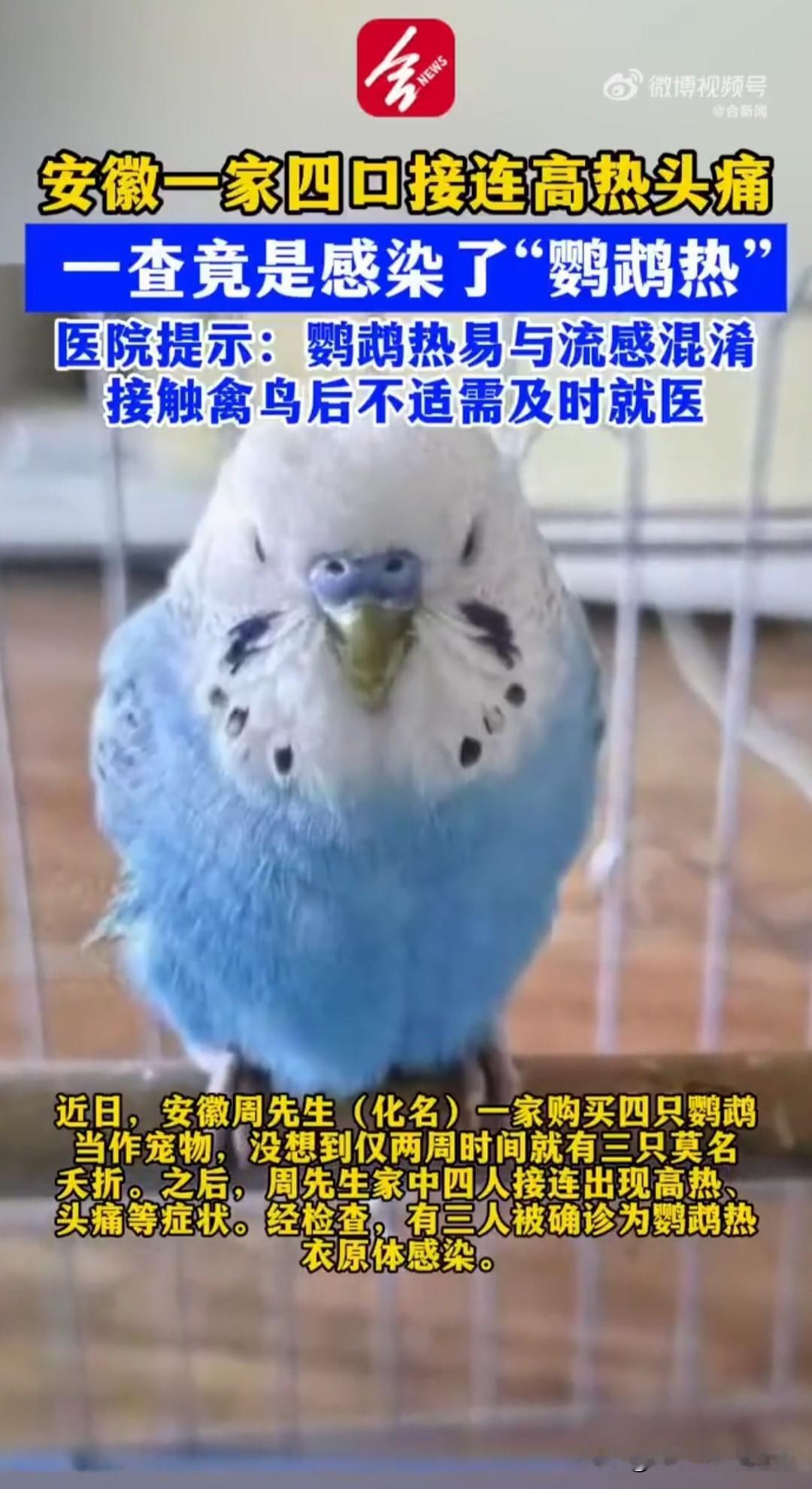 这事不能全怪到鹦鹉头上，
我猜大概率是这家人缺乏养鹦鹉的经验和常识，鹦鹉跟着遭罪