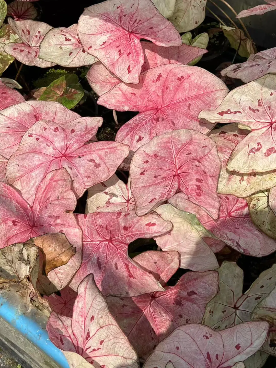 泰彩—草莓甜心