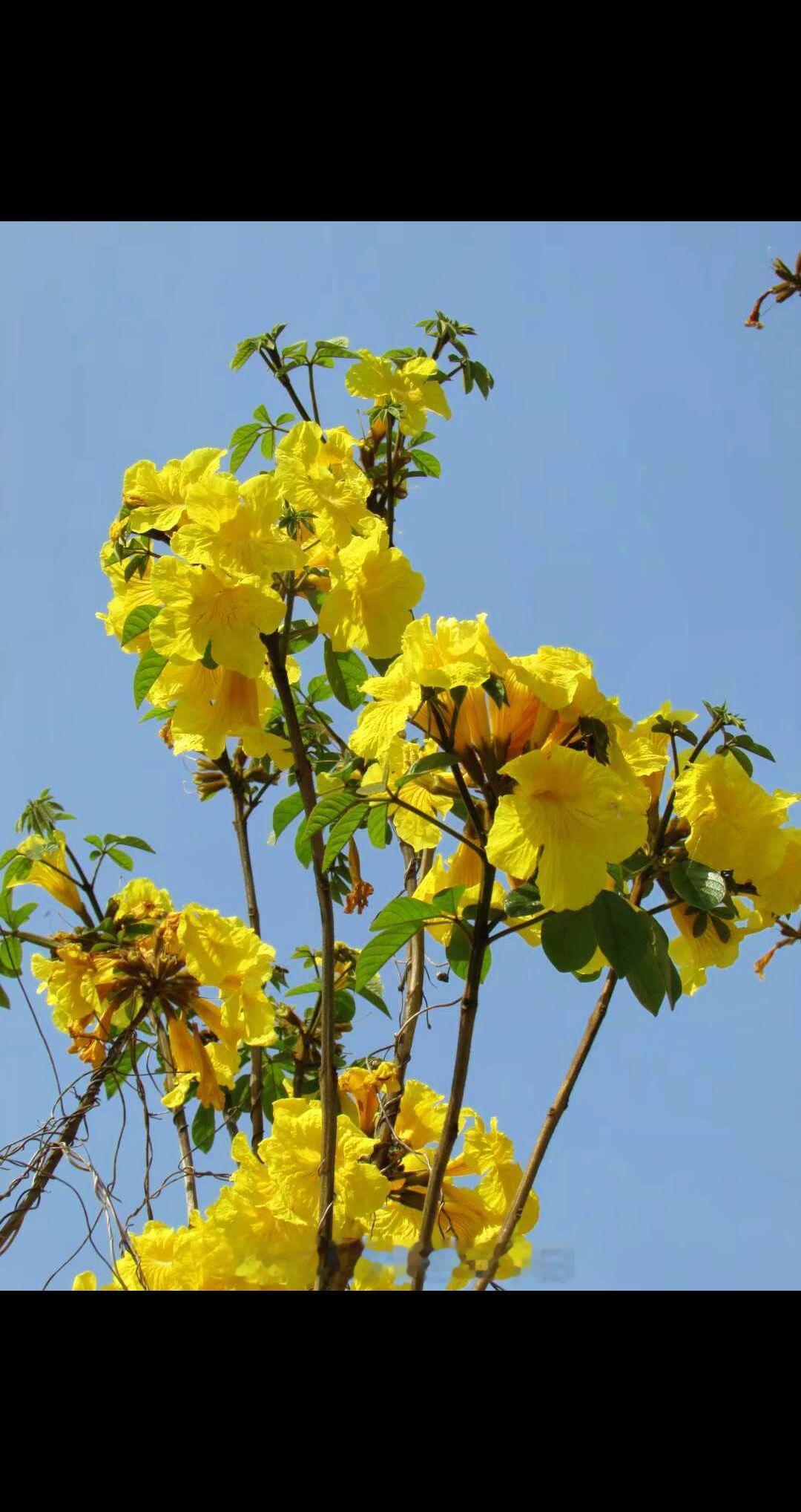 年年岁岁花相似 岁岁年年人不同