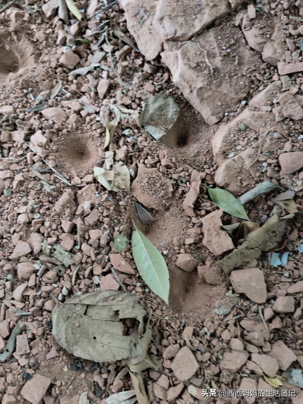 昨天大扫除，在我们农庄大树的这个楼梯下面，这些沙地里面，看到好多这种小坑坑……