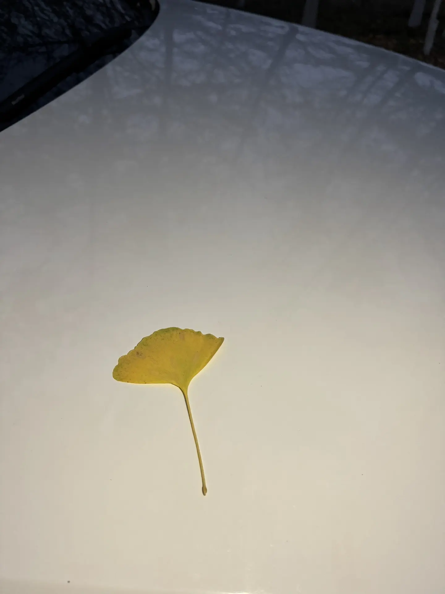 歌可以反复听 人不能反复爱 唱起秋风中的第一首歌