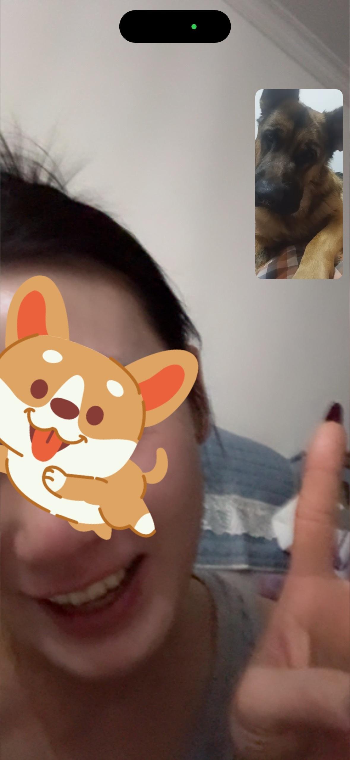 狗狗篇 日常[超话]   
