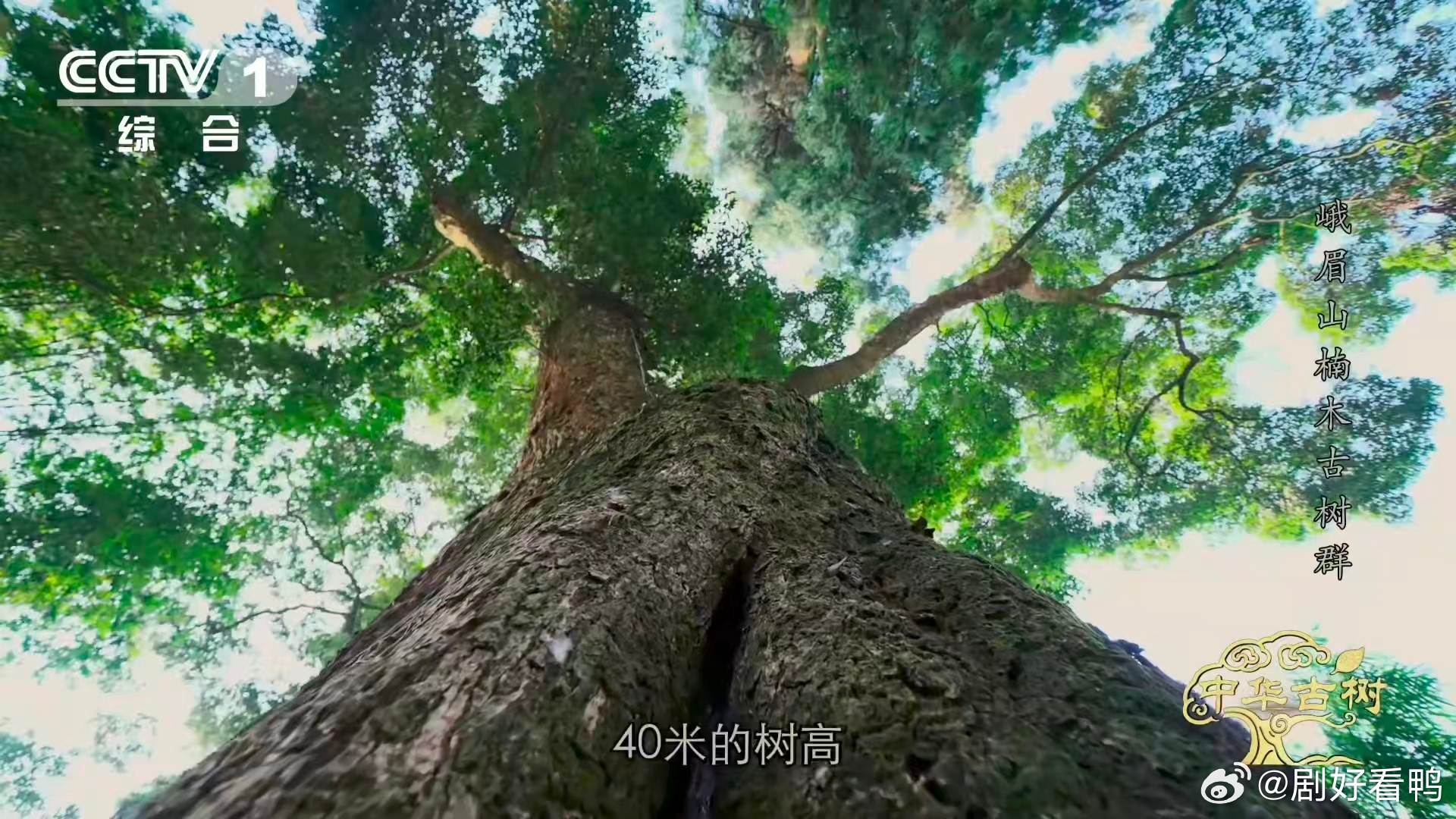 峨眉千年楠木王有十几层楼高峨眉山有座会生长的露天博物馆 四川峨眉山藏着千年奇迹！