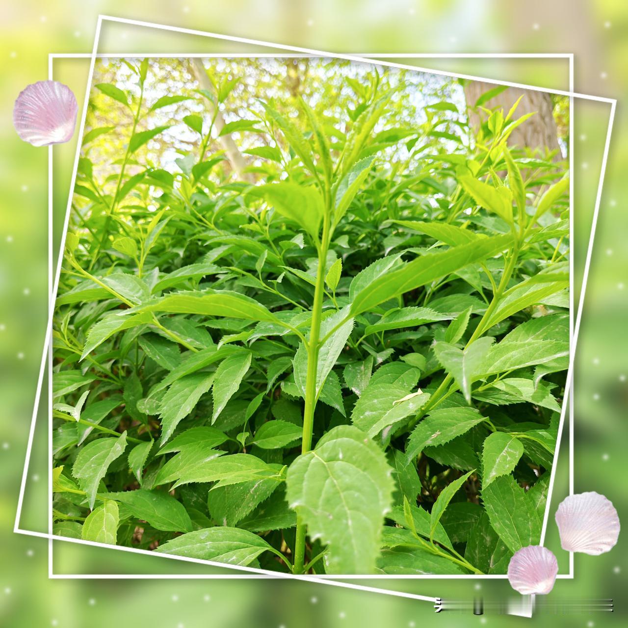 原创，手机摄影青草