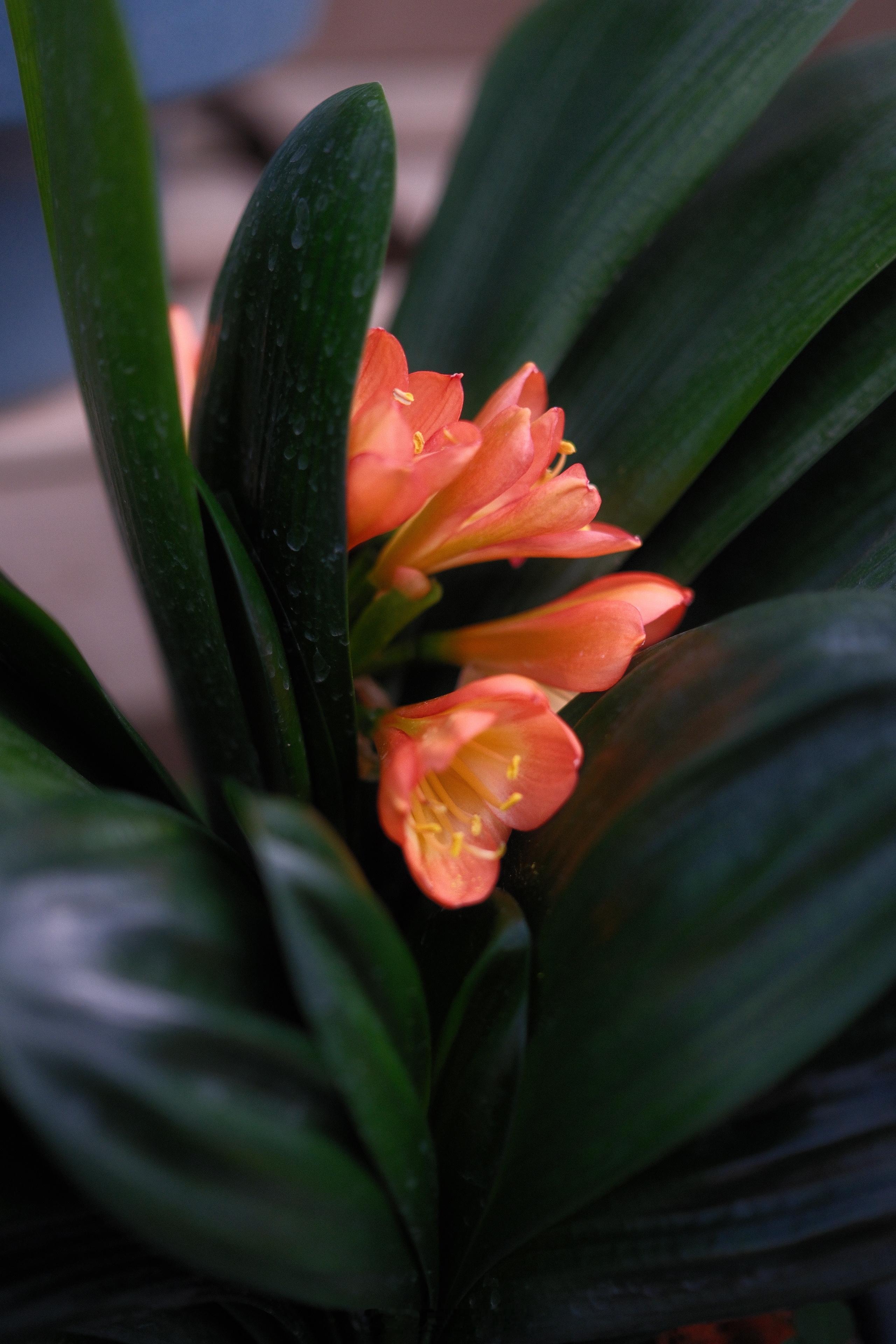 君子簪花。植物