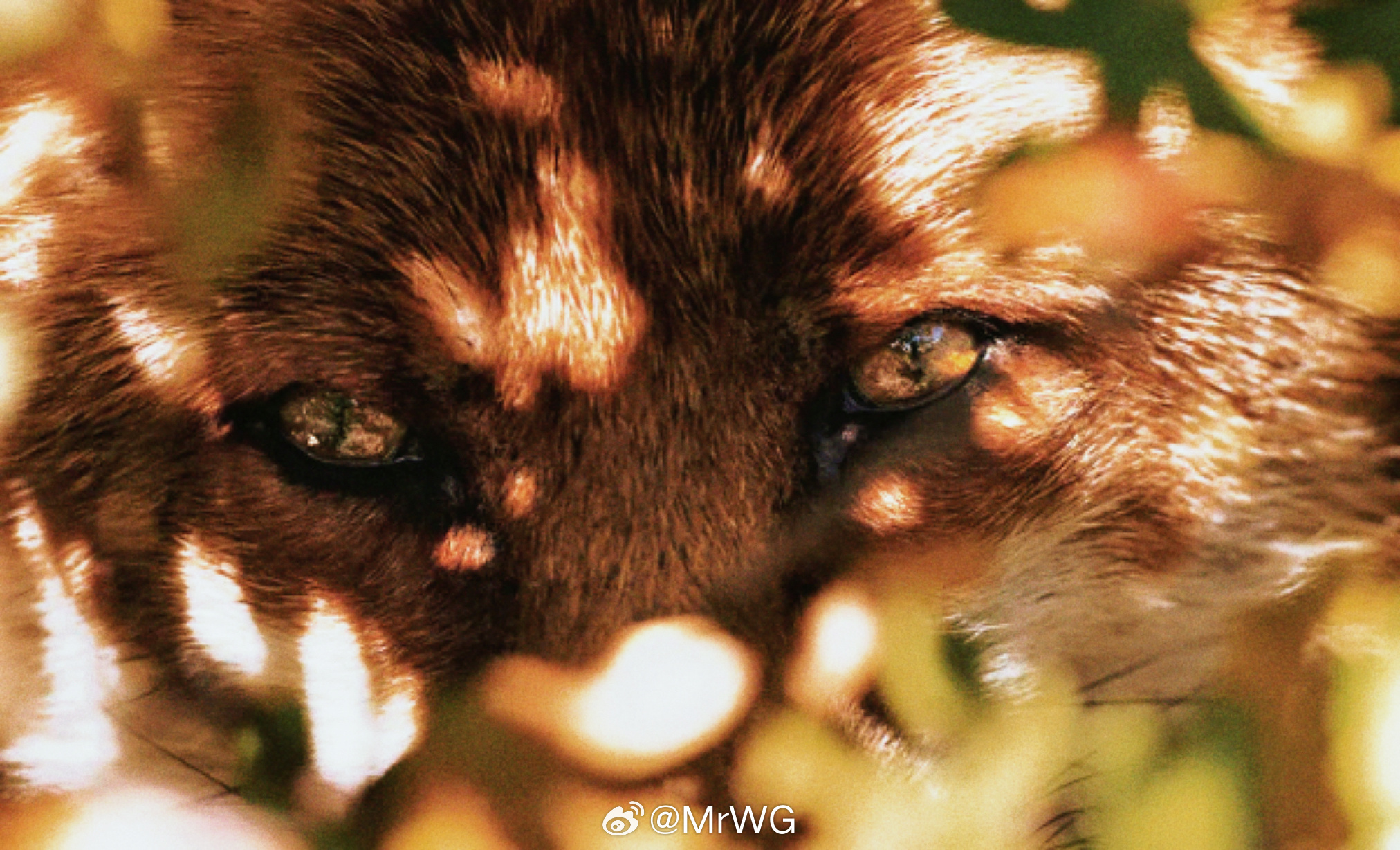 狐狸与我 我的评分：春节档马上有戏 溪泉解冻💧、水獭泛波的春🦦，瓢虫飞舞🐞