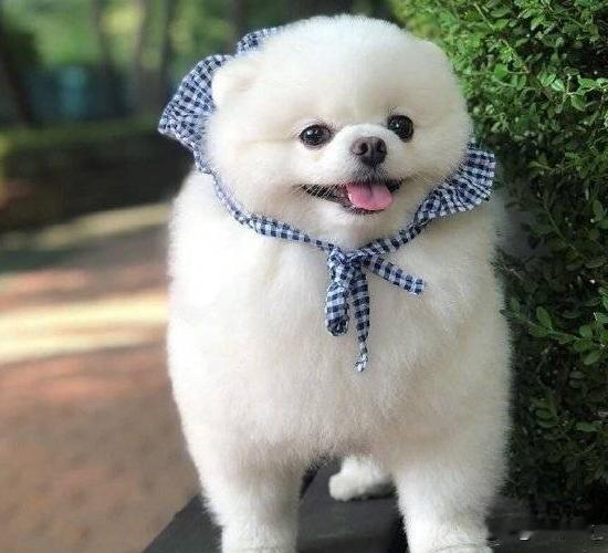 第一名：生肖狗🐶
 
刘伯温推算
生肖属狗的人
一生藏三缘
善缘，忠厚仗义愿相