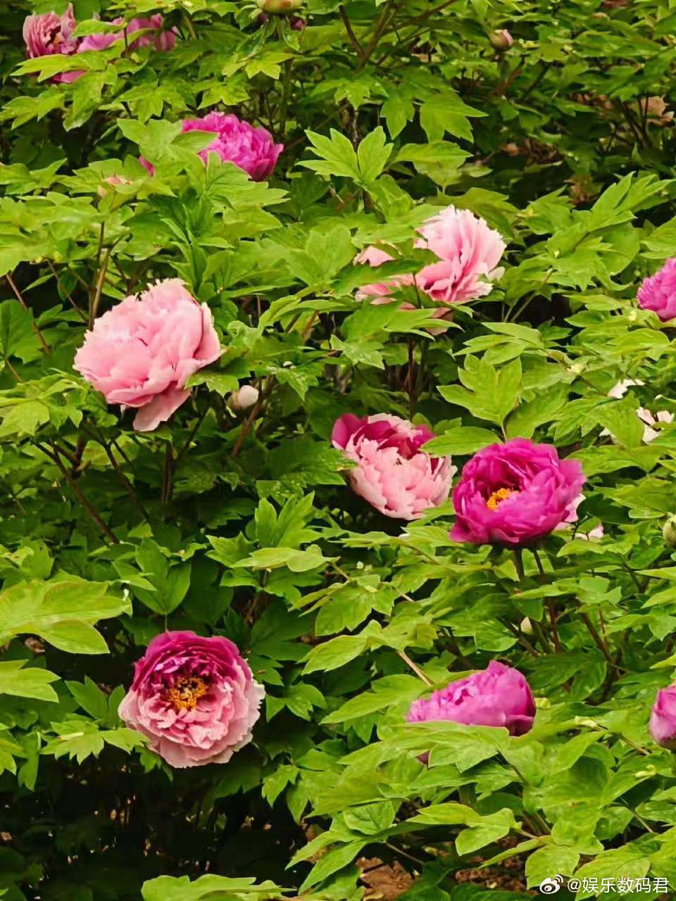 外籍友人组团来洛阳赏花 洛阳牡丹一开，火到国外！外国朋友组团沉浸式赏花，这才是独