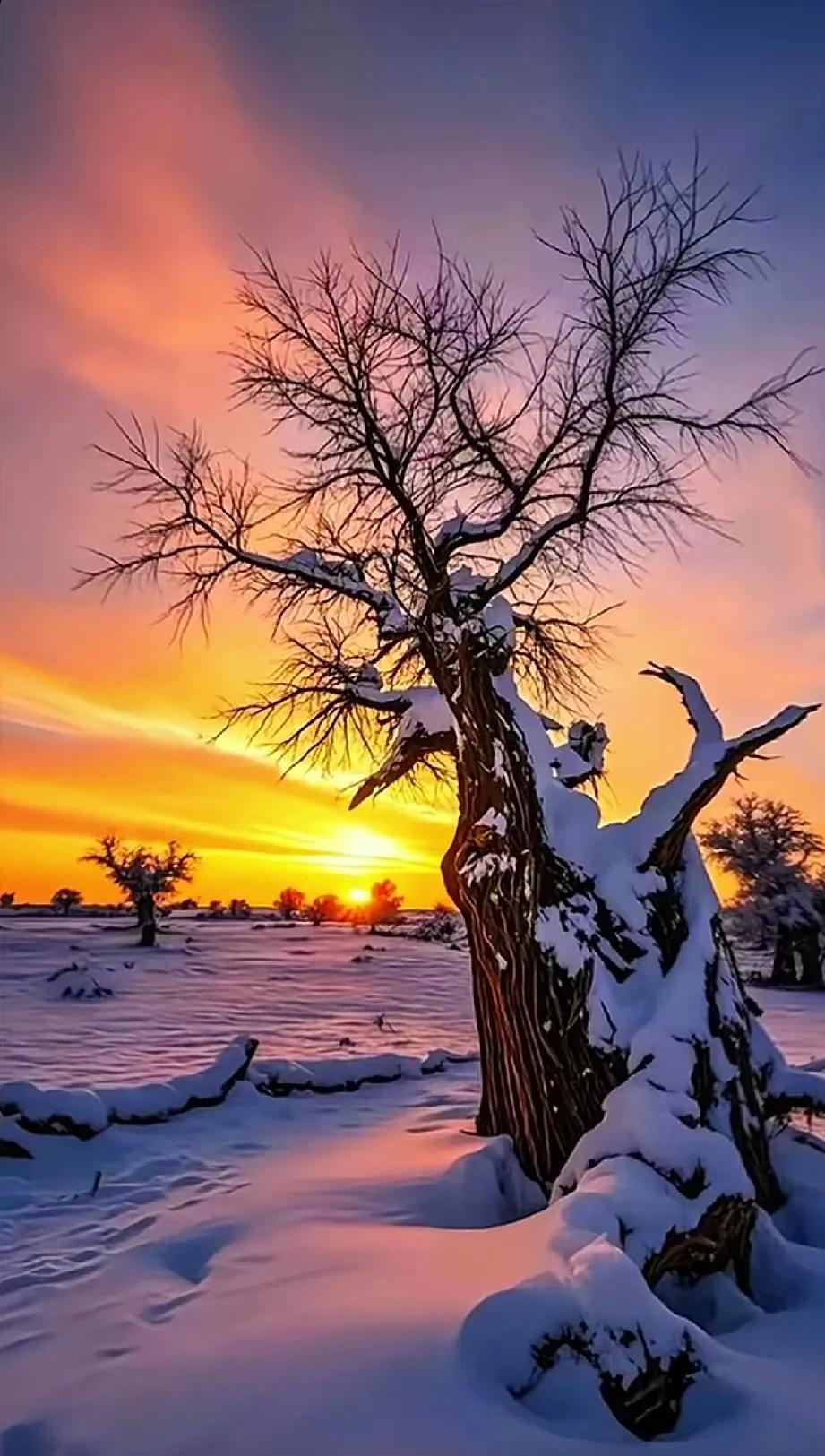 岁月胡杨醉千年，一帘幽梦伴晚霞。夕阳如血，洒在皑皑白雪覆盖的胡杨树上，金辉与银装