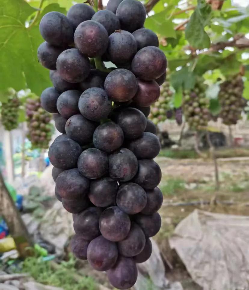 今年葡萄动了谁的蛋糕，好奇!夏黑葡萄
今天刷到好几个帖子，说葡萄打药不敢吃。额…