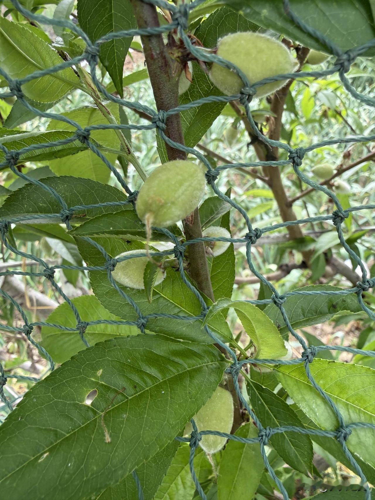 【小对联】
上：……？
下：大词。