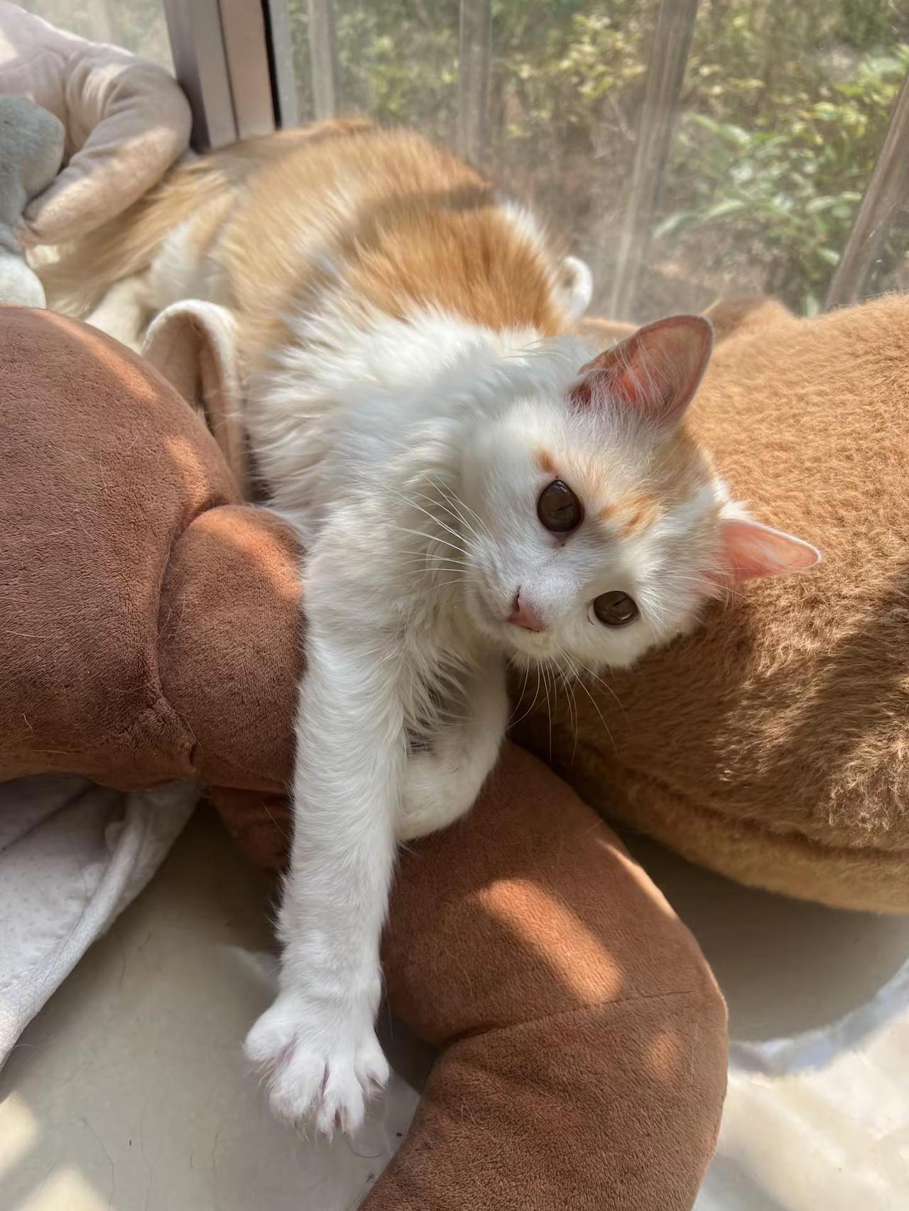 妹妹每天就这样顶着一张美萌脸欺负哥哥