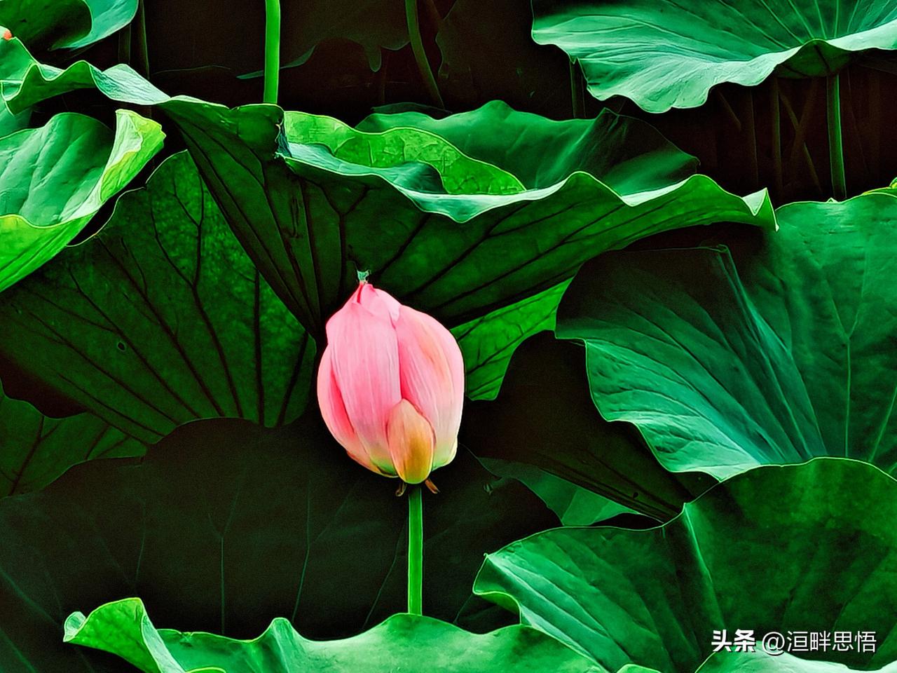 粉嫩荷花开在碧绿荷叶间，自然之美尽显眼前！🌸🍃
