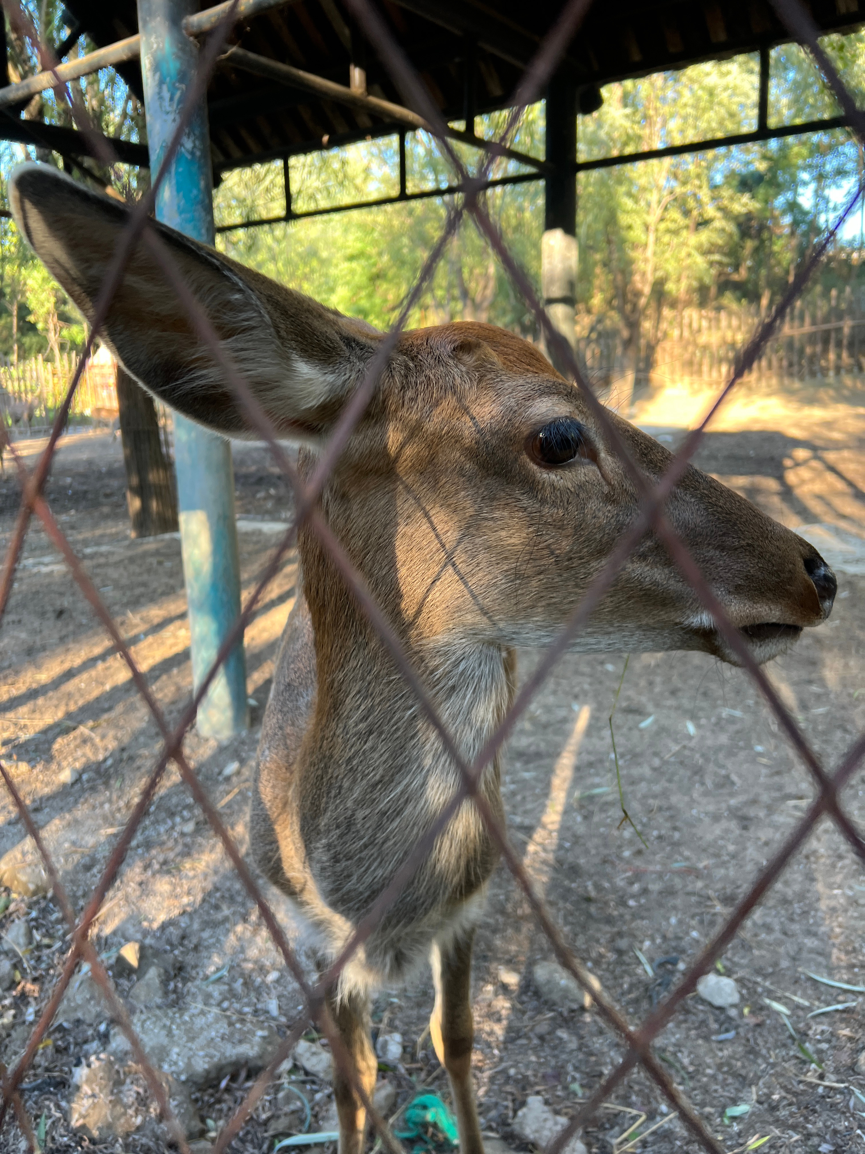 小🦌🦌 ​​​
