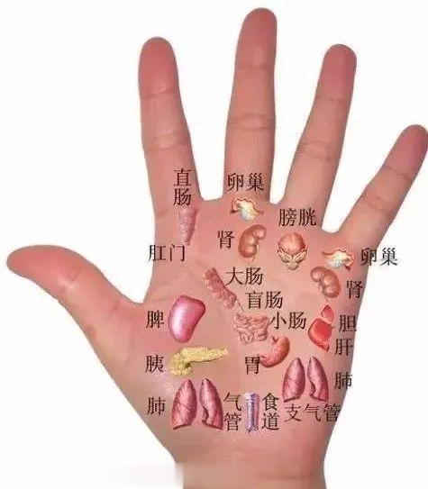 脾不好按左手，肝不好按右手没事多按按！！！ 经常按摩手部对应的人体反射区，是一个