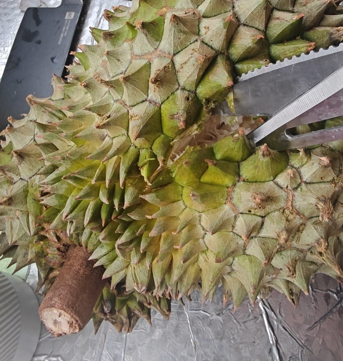 生鲜京东自营的榴莲慎买，给我发了个生的，还得催熟，靠了，我在这搞了半天打不开，还