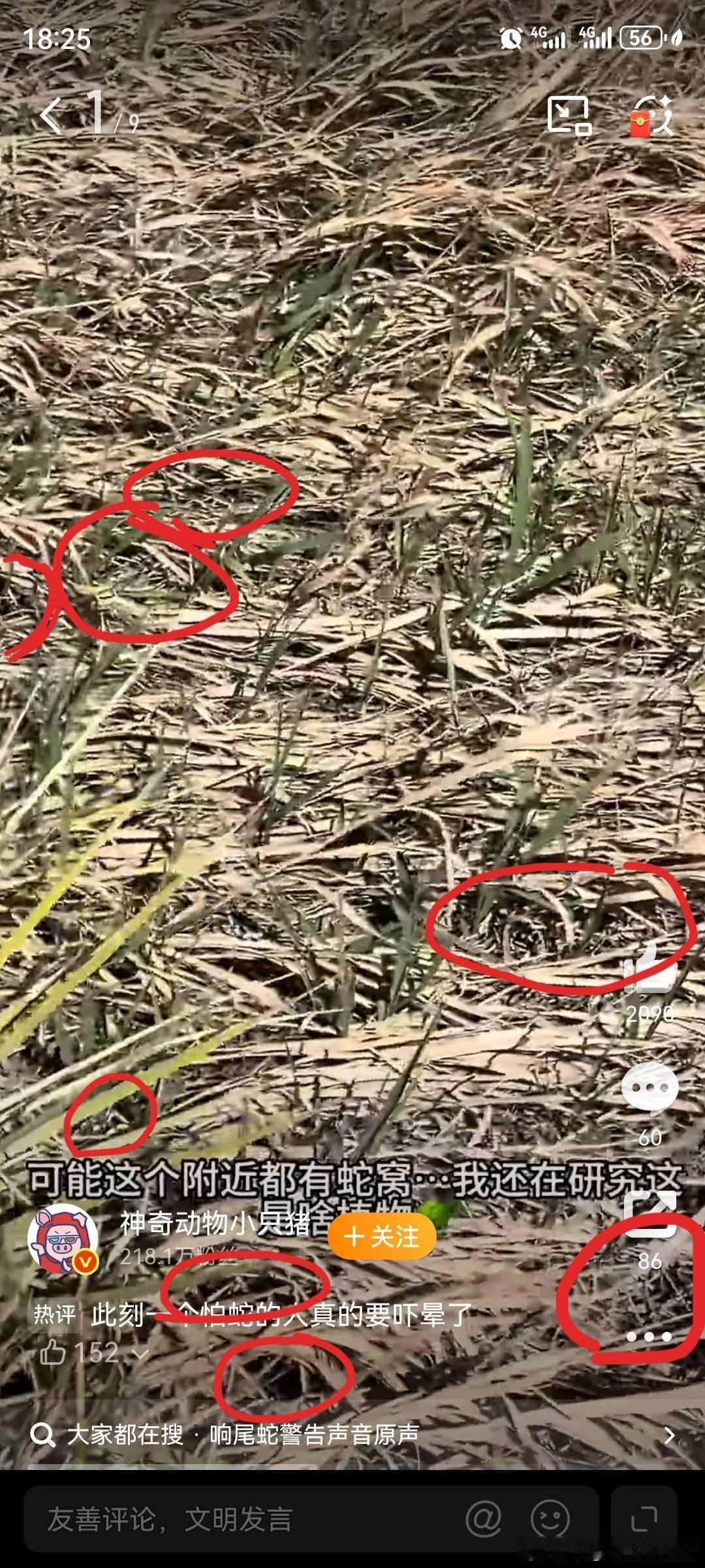 被AI骗去毒蛇窝徒步真庆幸博主没被咬到，看到这图，真是吓得我鸡皮疙瘩都起来了，以