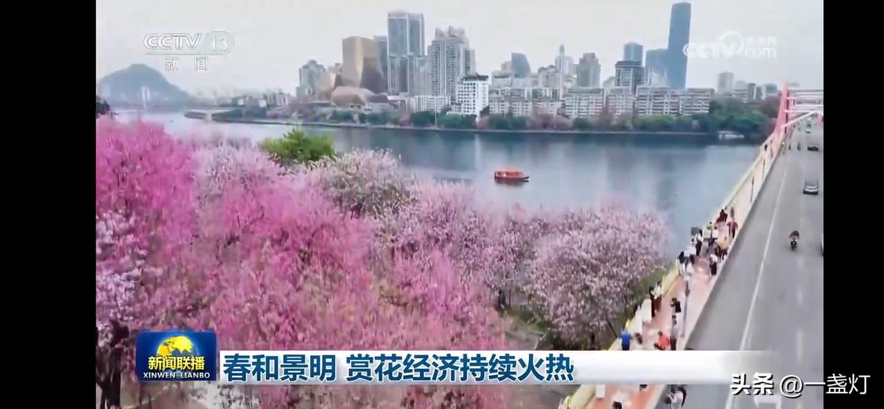 樱花盛开，春意盎然，赏花经济火热！