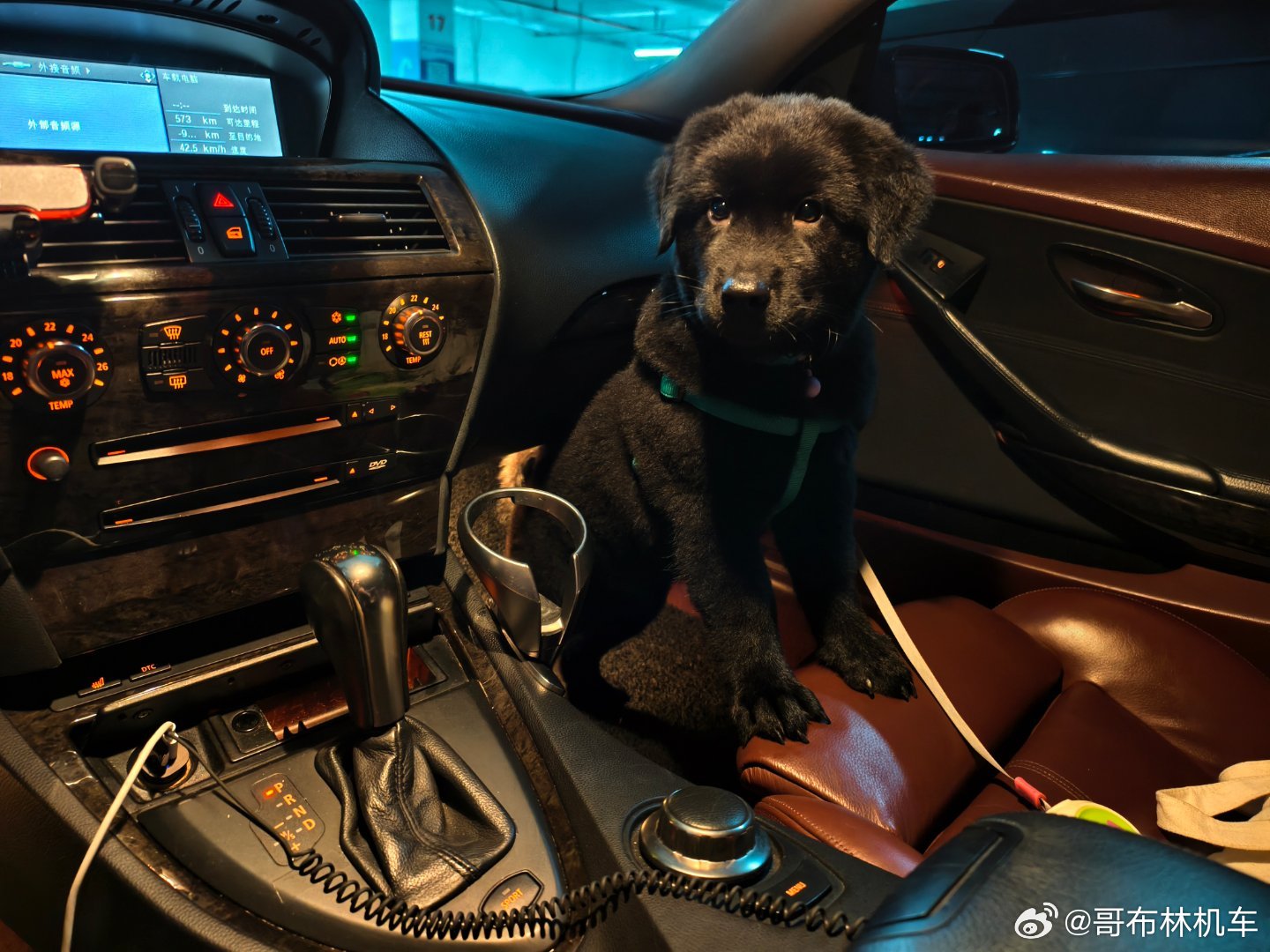 带塔小弟出去social交没交到朋友不好说反正猪号机彻底沉默了 