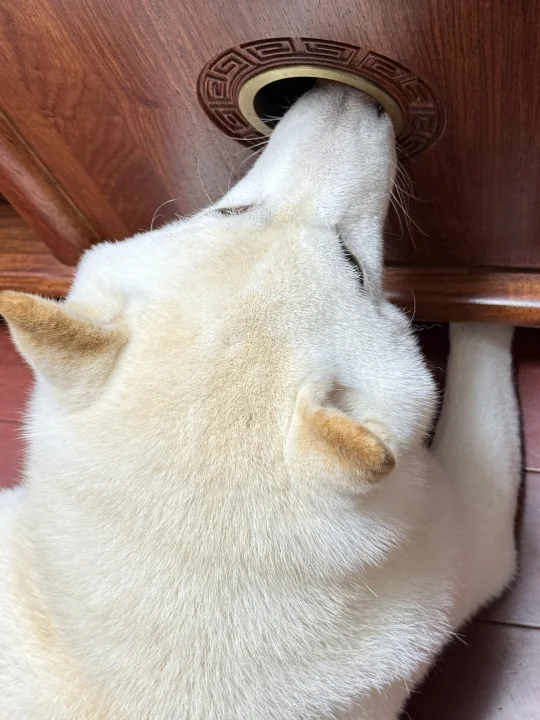 哥，你挺会享受的