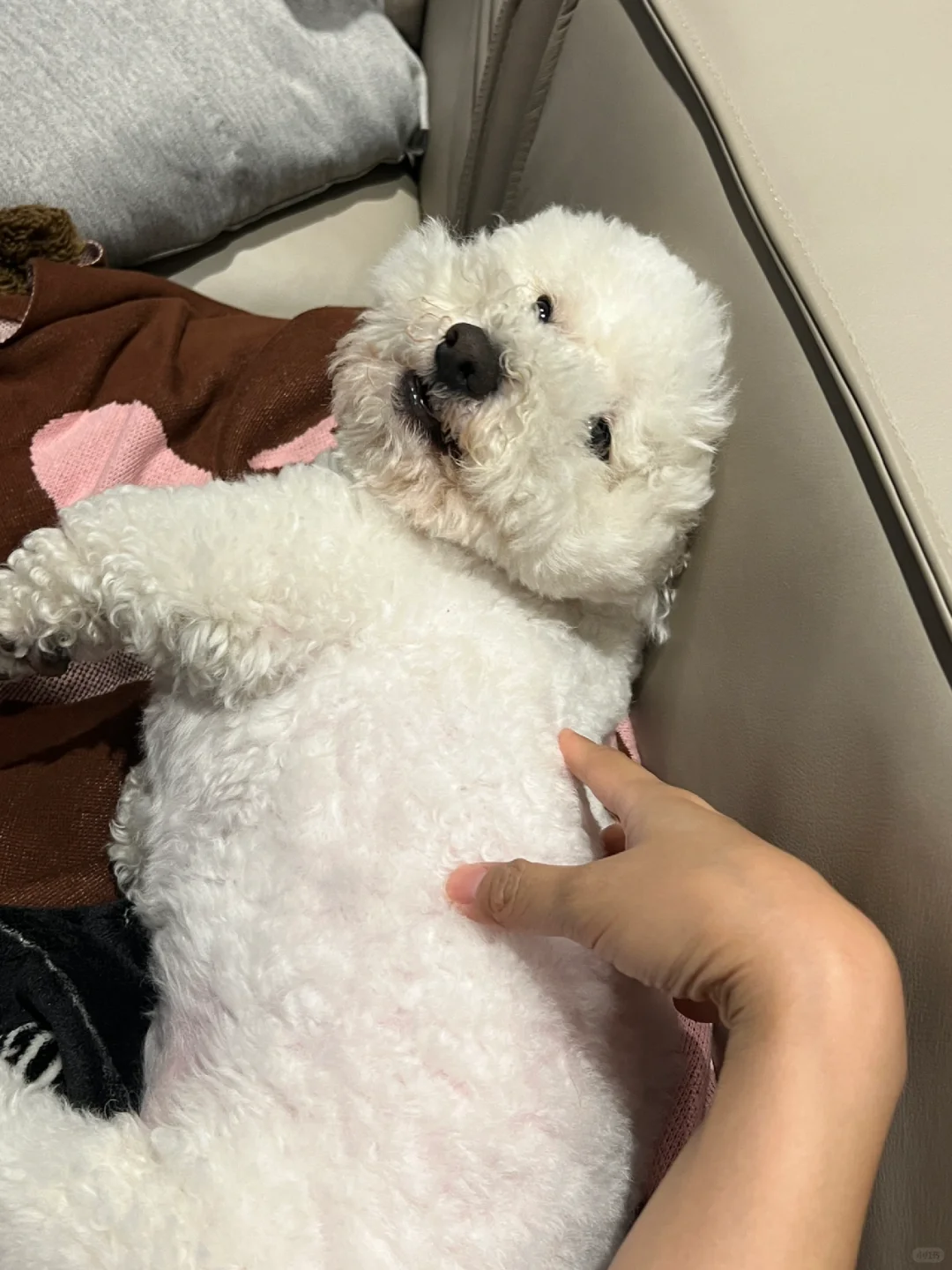 摇粒绒小孩哥的六一