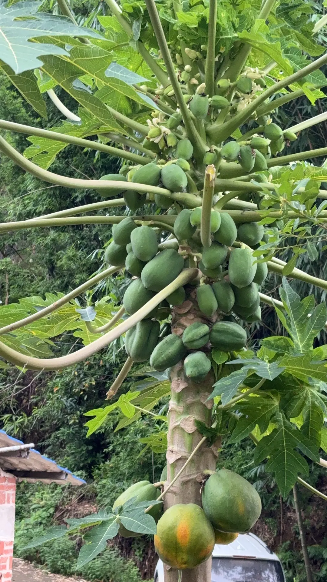 这个是木菠萝