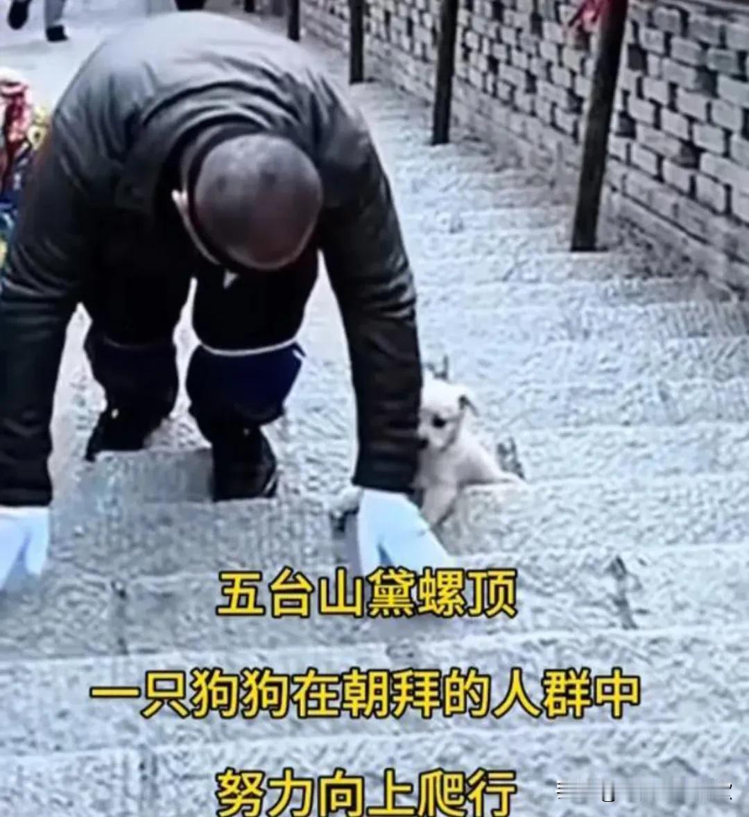 近日五台山黛螺顶，一只小狗在朝拜的人群中努力向上爬行，给人的感觉，这只狗很想和人