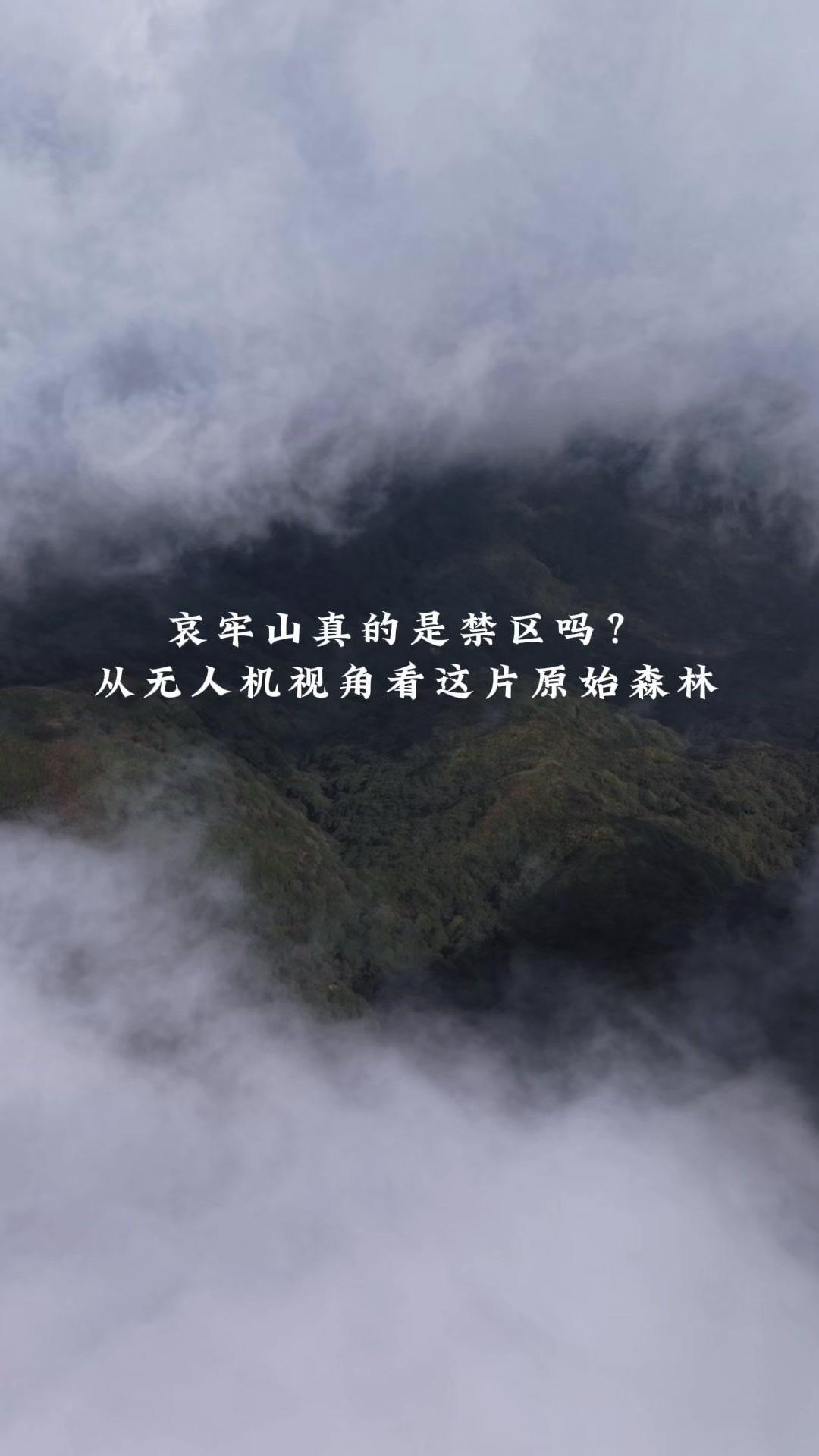 哀牢山是禁区吗？🌫️浓雾里飞进哀牢山核心区，能见度不足十米，无人机在原始森林中