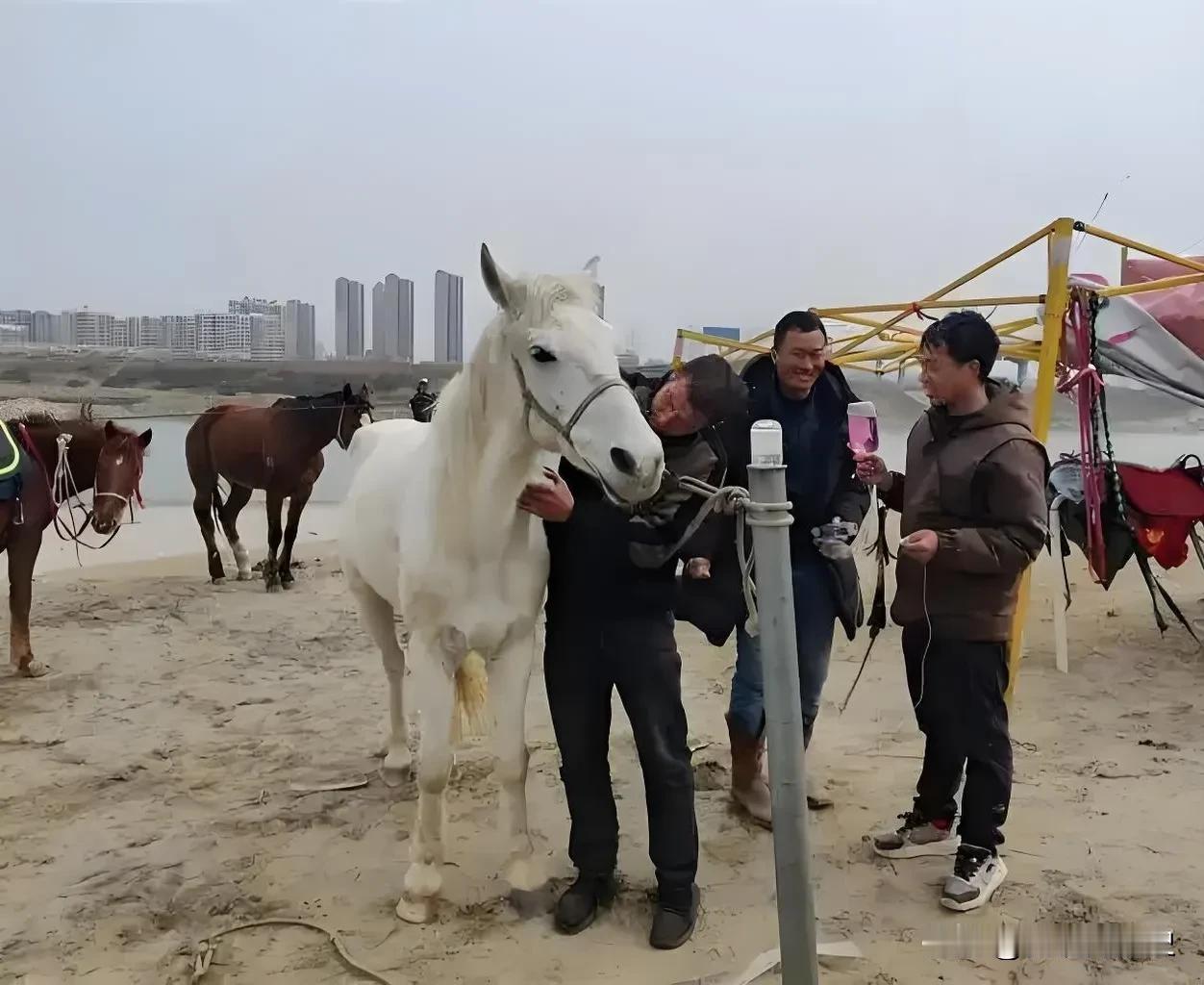 主人骑白马下水救人，是真的。原来金庸老爷子没骗我们，现实中真的有“侠肝义胆，见义