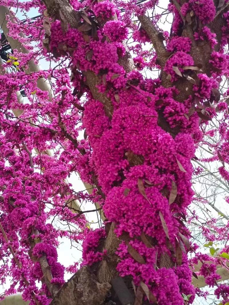 《新韵 * 隐紫荆居叙事》

紫荆花漫树，枝叶影踪无；
东水波漪滟，西山落照殊。