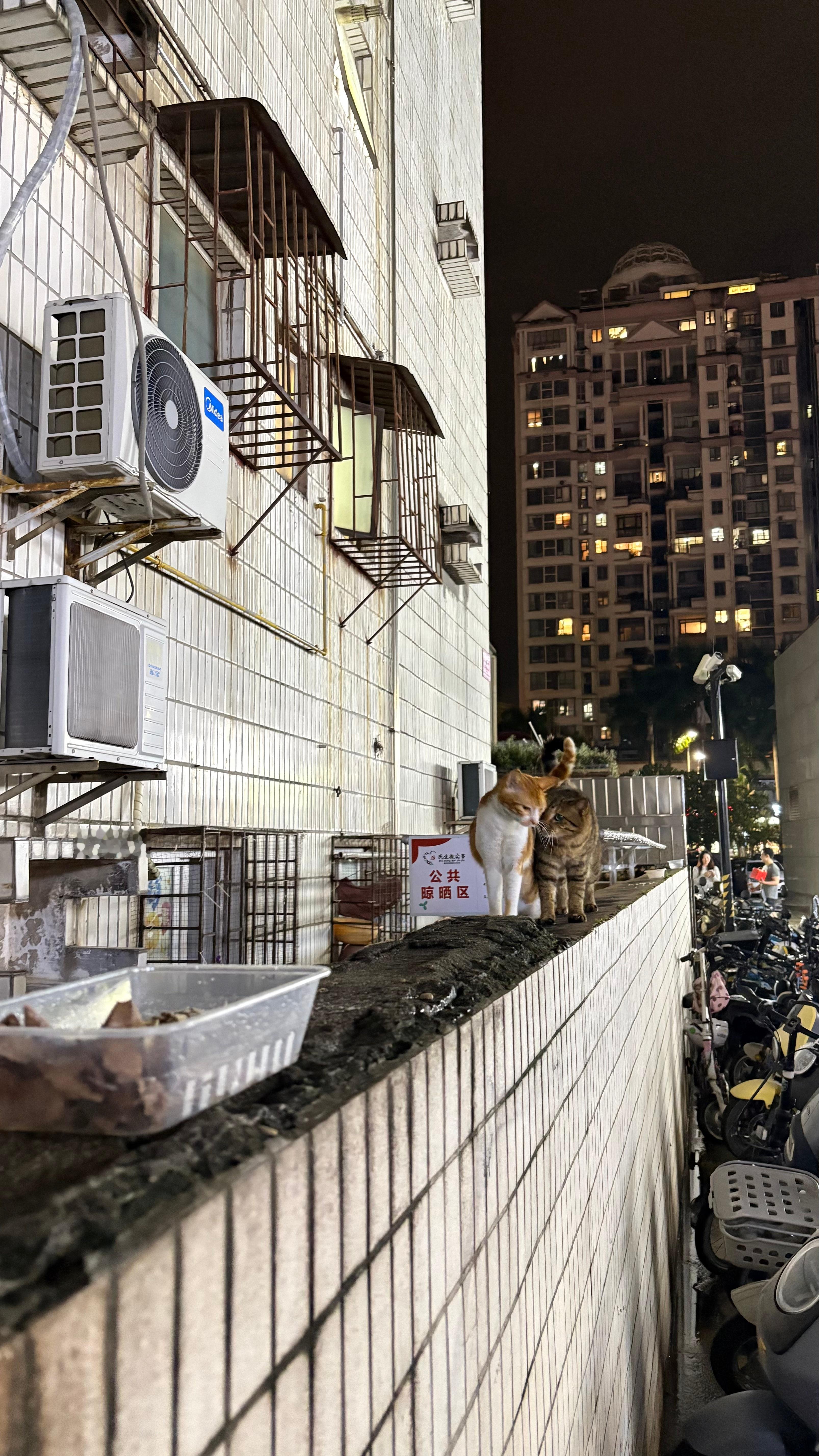姐妹俩在聊啥？流浪猫 ​​​