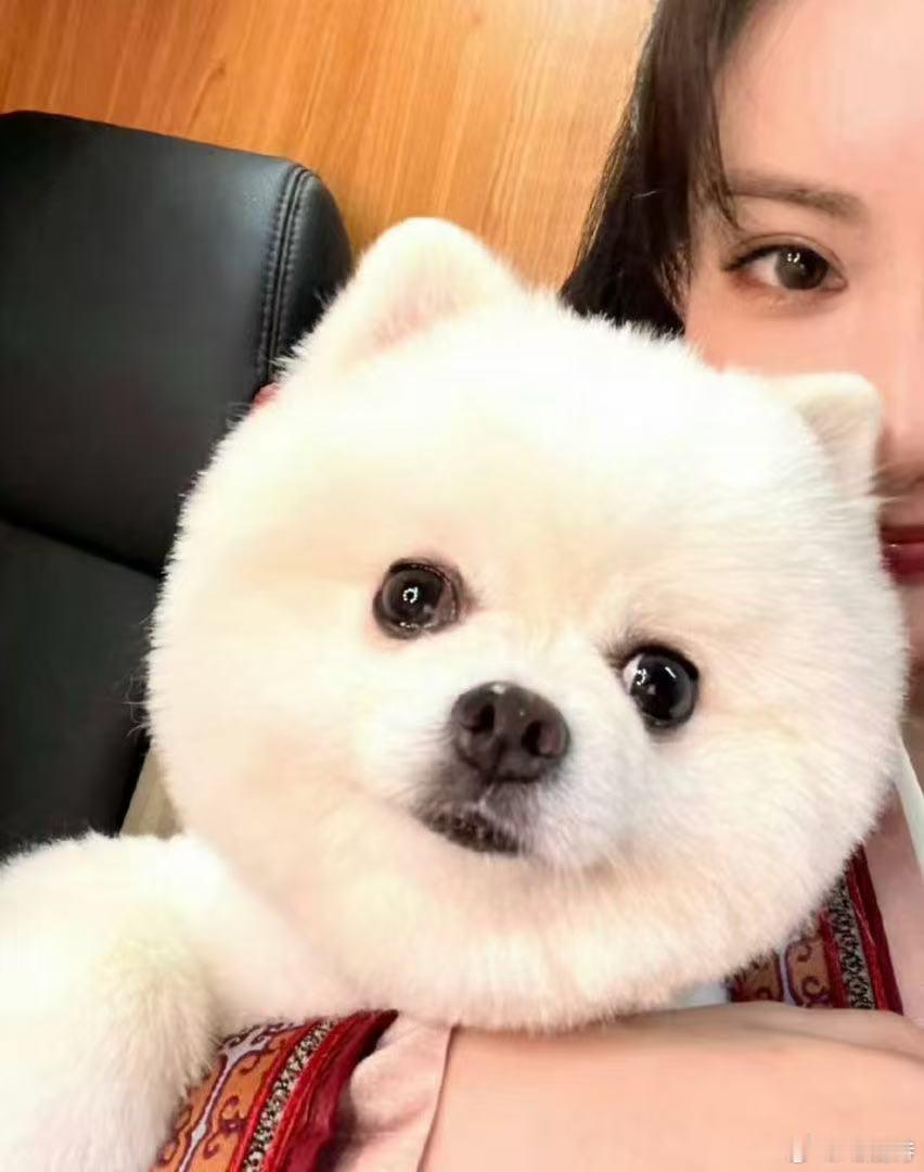 李一桐孟子义小狗hi6贴贴 本来是冲着嘉宾互动来看节目，结果被两只小狗的同框吸引