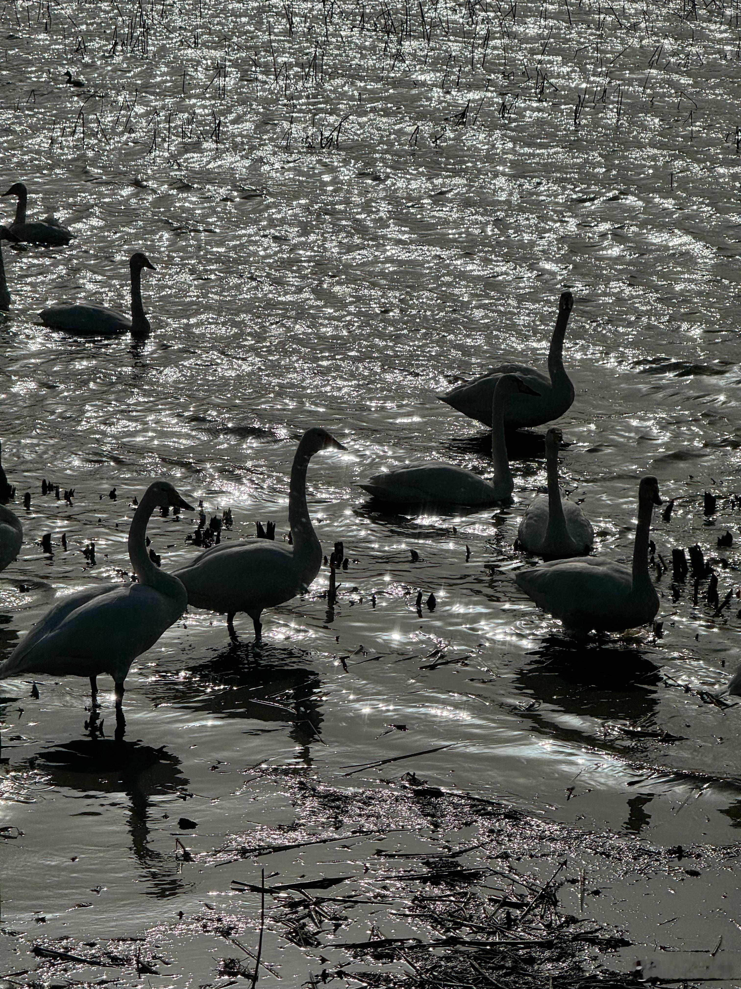 跑步 这几天因为急事再次来到了白天鹅之城，尽管日程紧凑，我还是抽空完成了5000