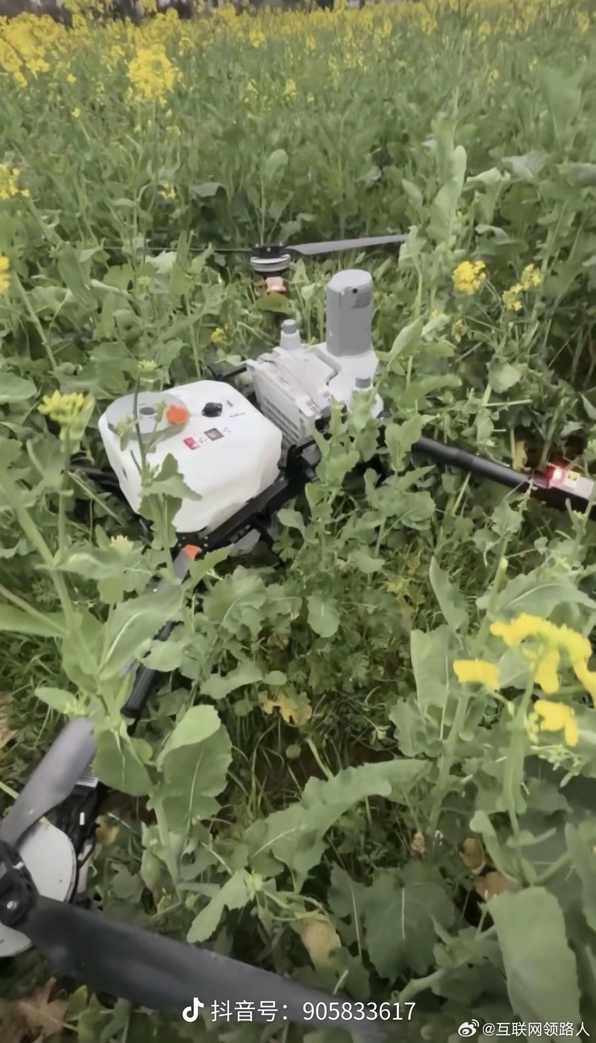 这两天老刷到无人机深更半夜往油菜田里打药，我就纳了闷了——到底是谁在给农民免费干