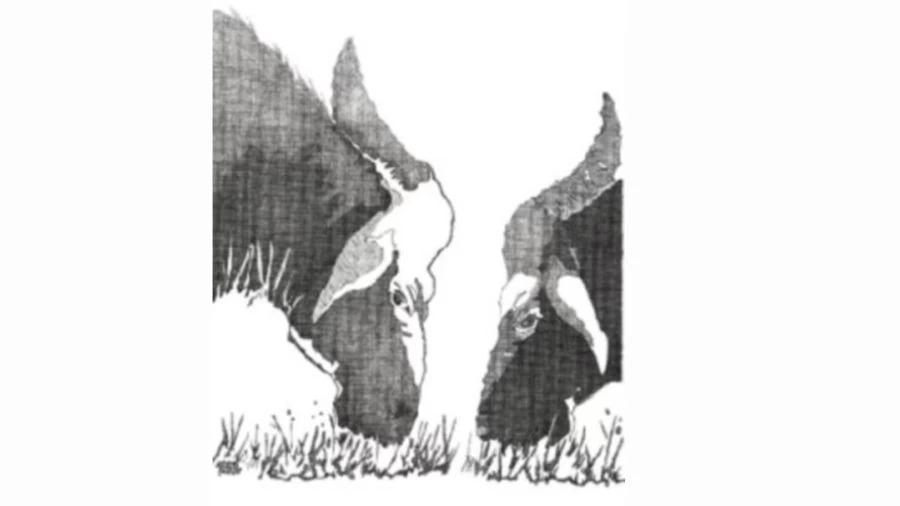 脑筋急转弯图片谜语：你能在30 秒内找到第三头奶牛吗？