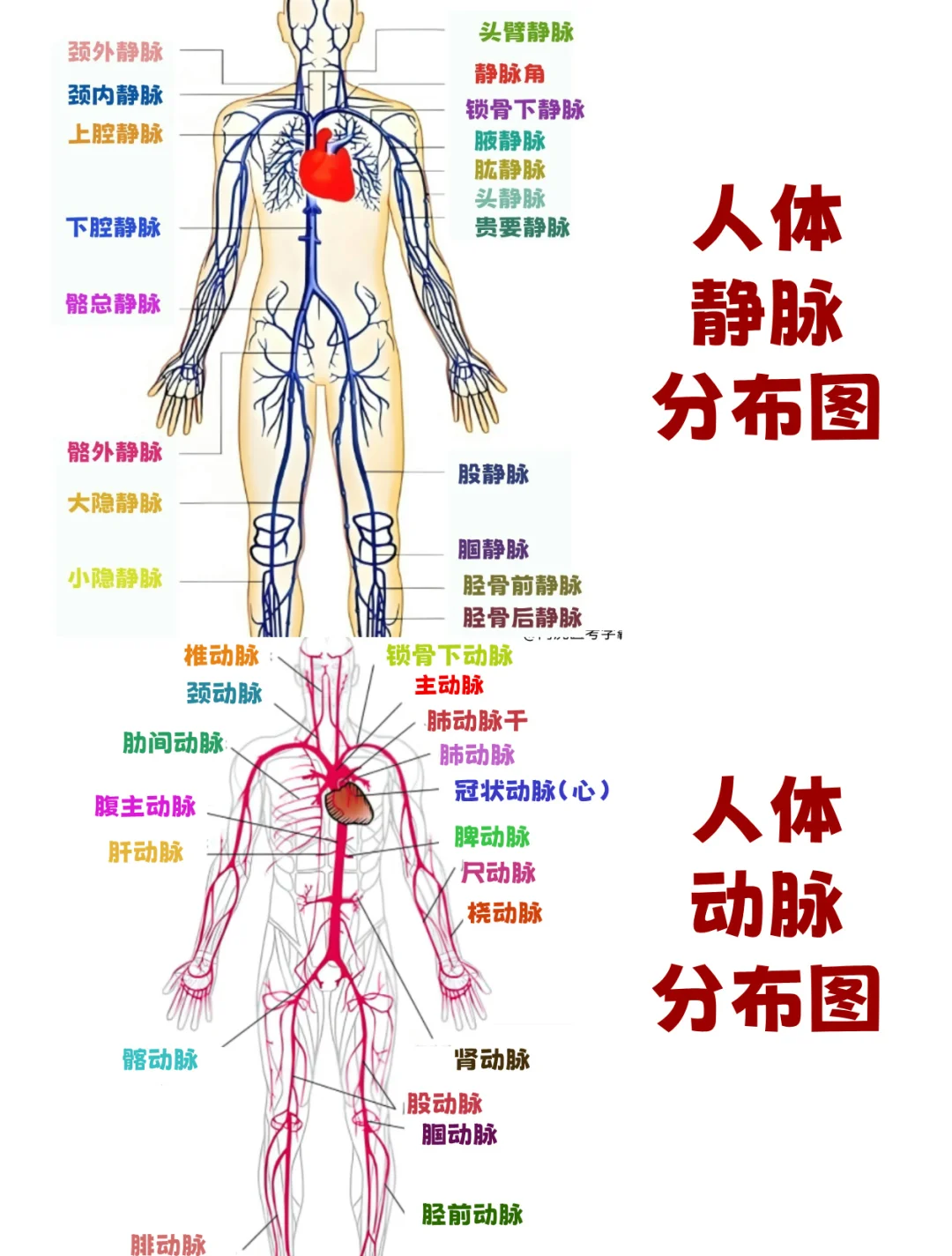 医学生笔记📒：一张图搞定全身动静脉👆