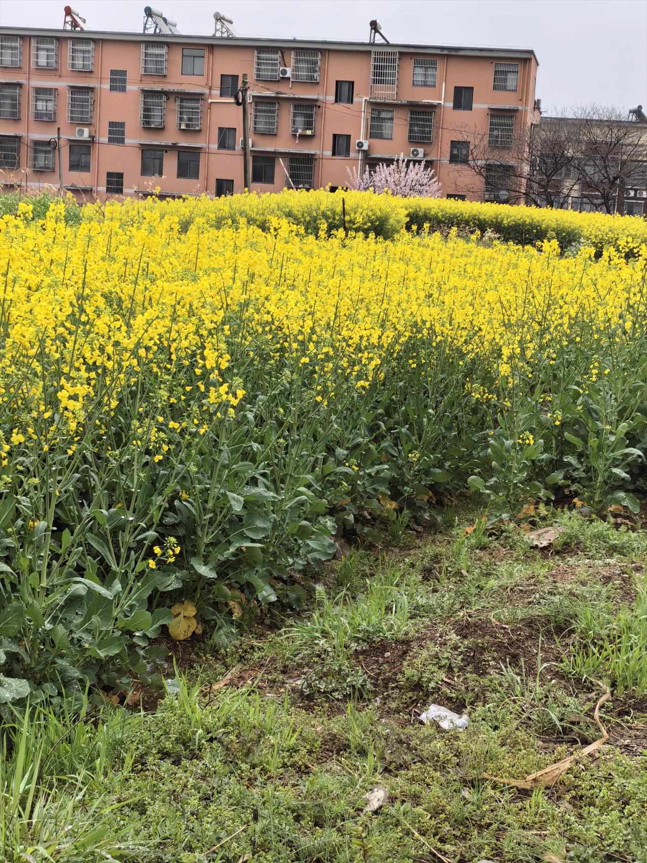 今年春天最想实现的心愿 今年春天，我最想实现的心愿就是去一趟江南古镇。想象着漫步