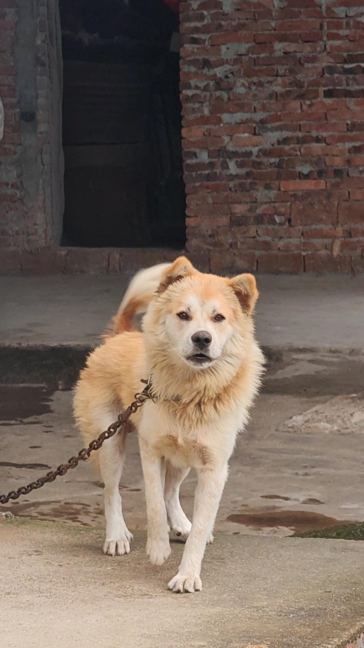 中国摄影圈看家犬