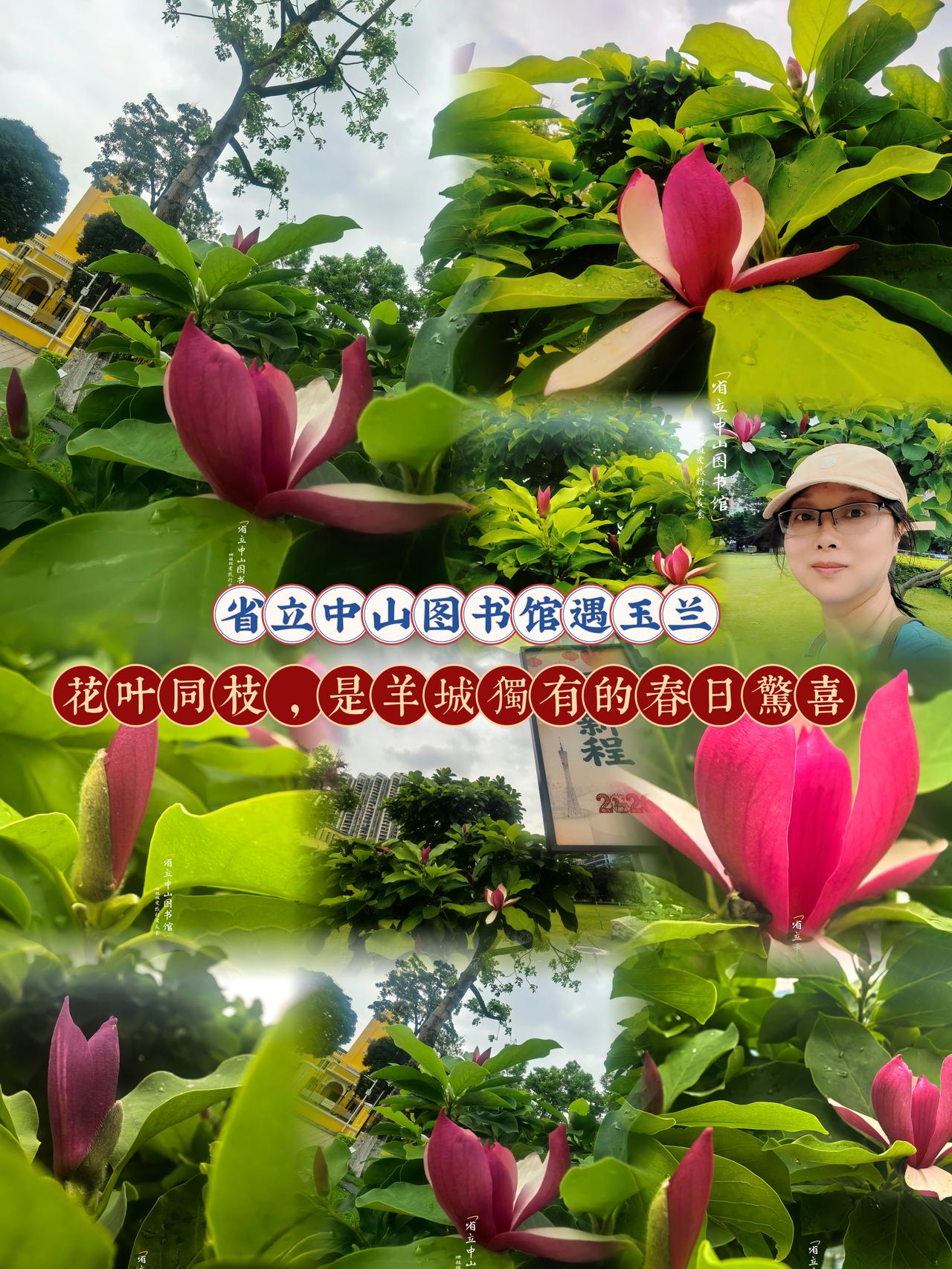 一直以为玉兰是叶落尽、花独开，清冷孤绝傲立枝头。今日漫步省立中山图书馆，在鲁迅纪