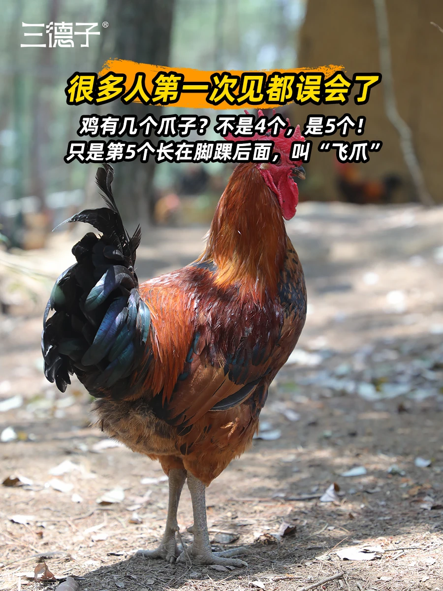 吃了这么多年鸡，才知道它有5个脚趾头