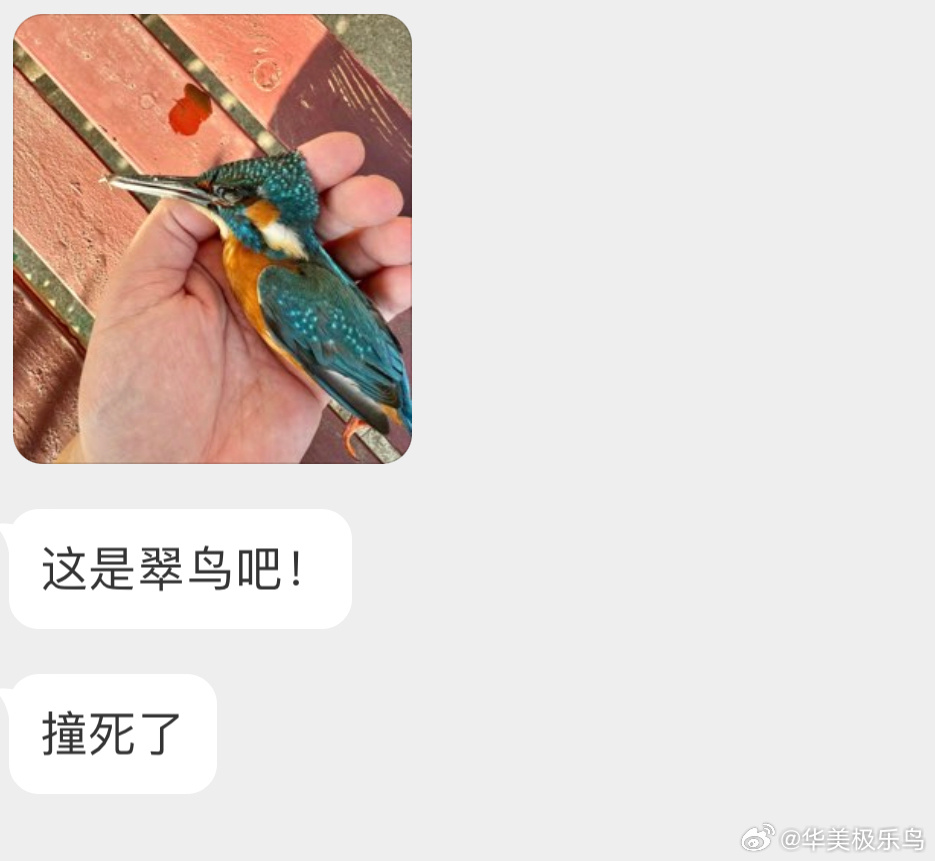 #撞玻璃的鸟# 撞玻璃的翠鸟嘴巴都撞断了，它得多疼啊来世再飞 ​​​