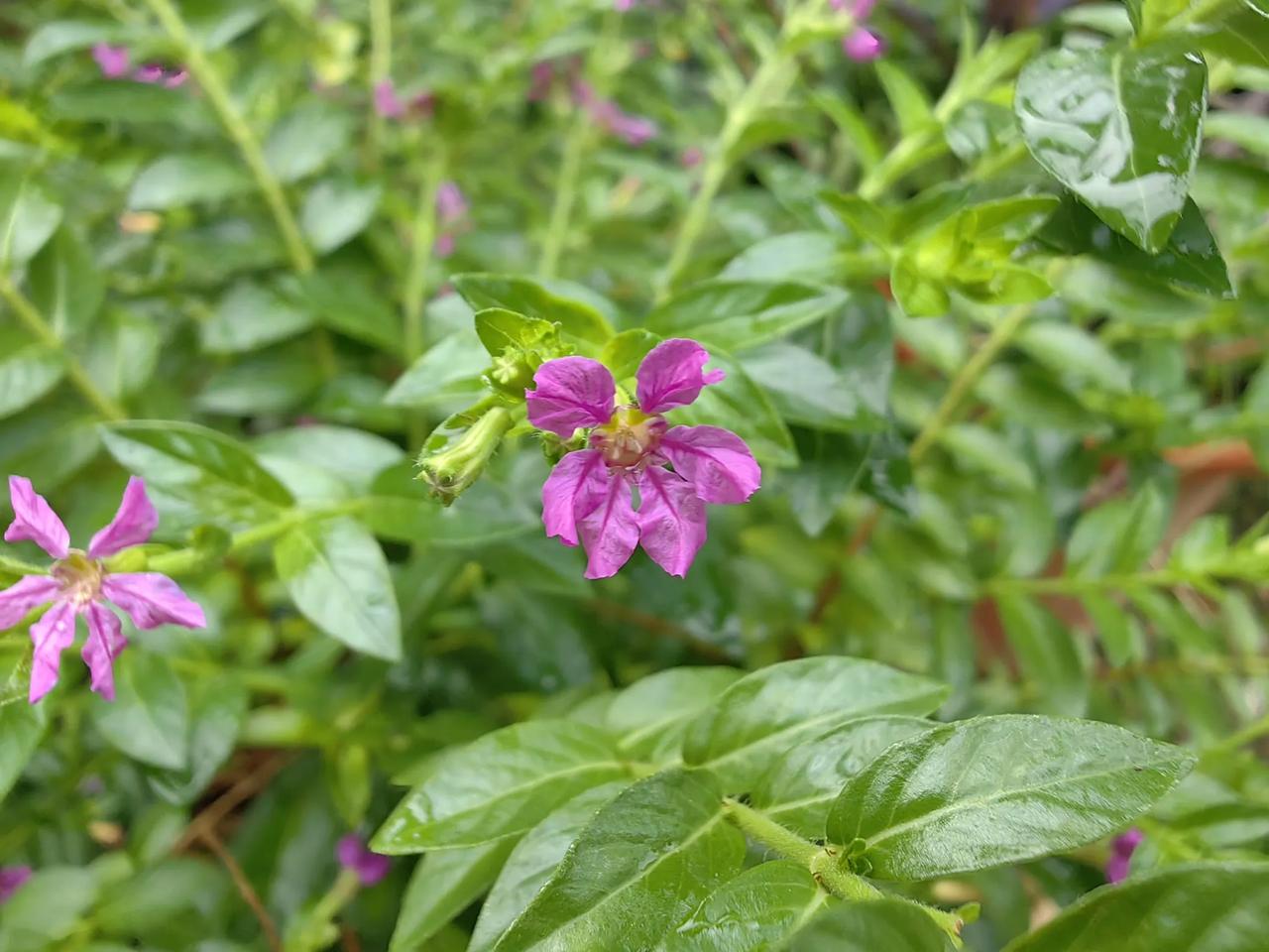 满天星，一年四季都开花，像满天的星星一样在闪烁微笑#风景花分享# #随手拍的花分