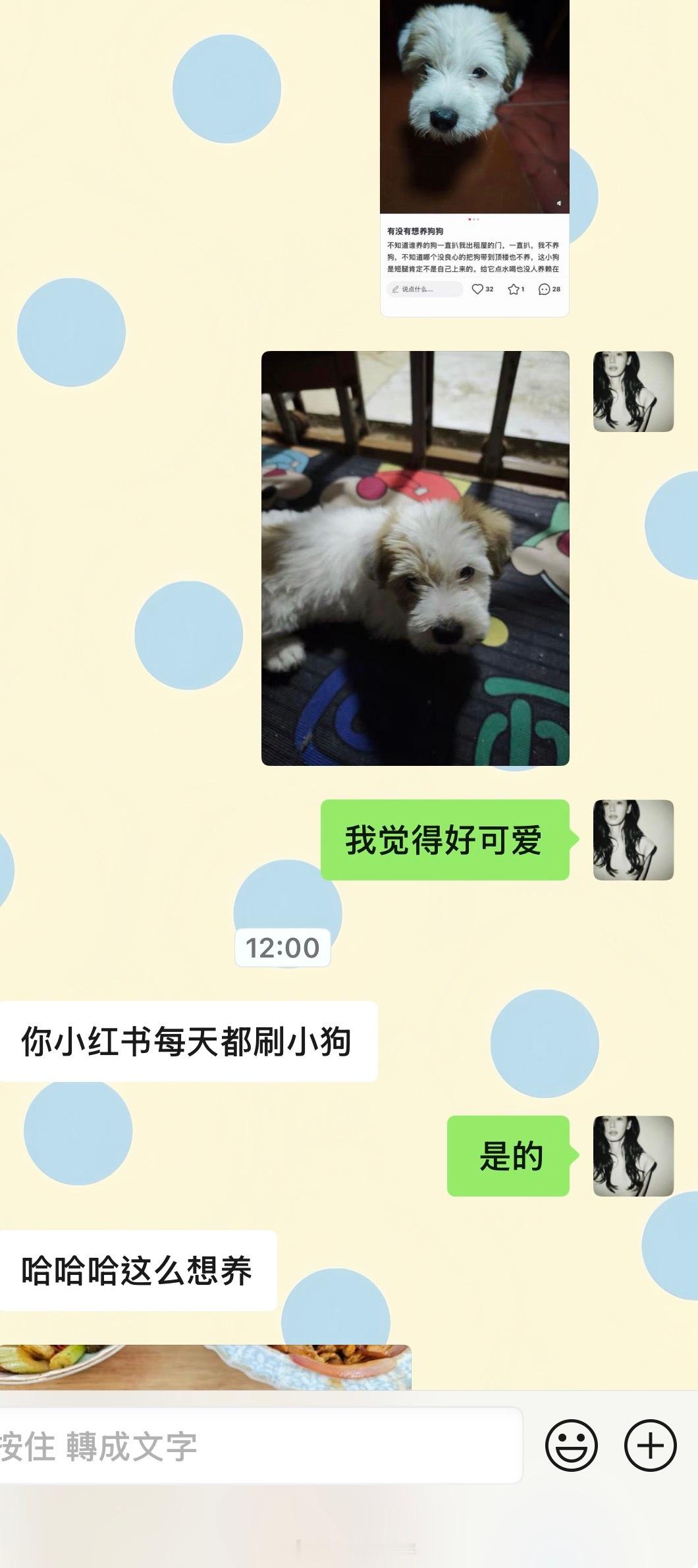 今日更新^_^ 本人又碰到想养的小狗了 好萌好像史努比 
