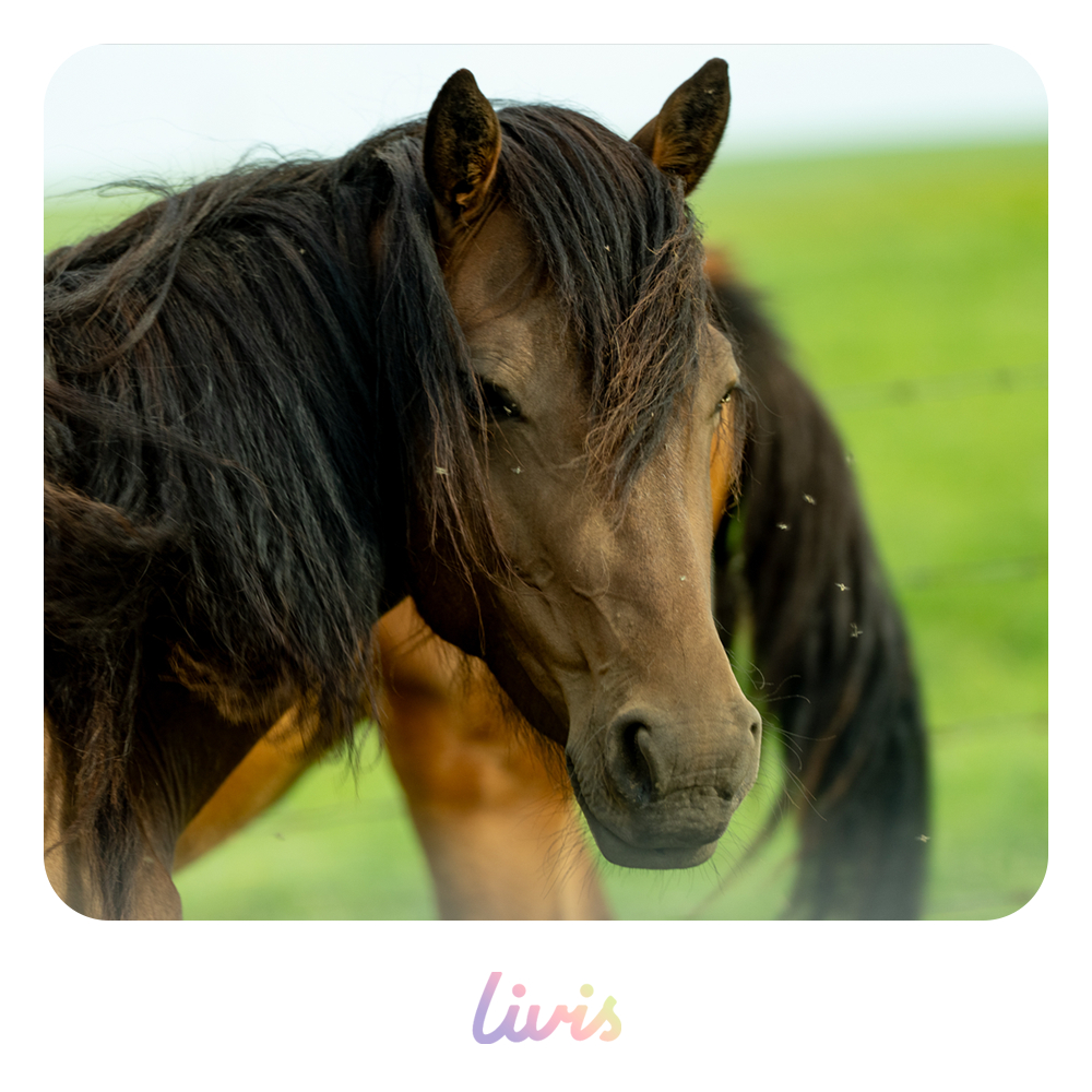 做了几款Livis的图片水印着急用的朋友如果喜欢的话，我可以提供源文件或者想办法