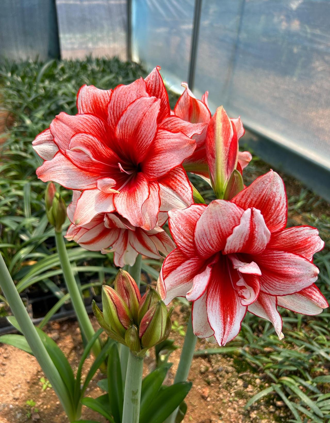 今天吃了一个橘子糖葫芦，太难吃了，5元花的不值，县城商场里糖葫芦真便宜，葡萄糖葫