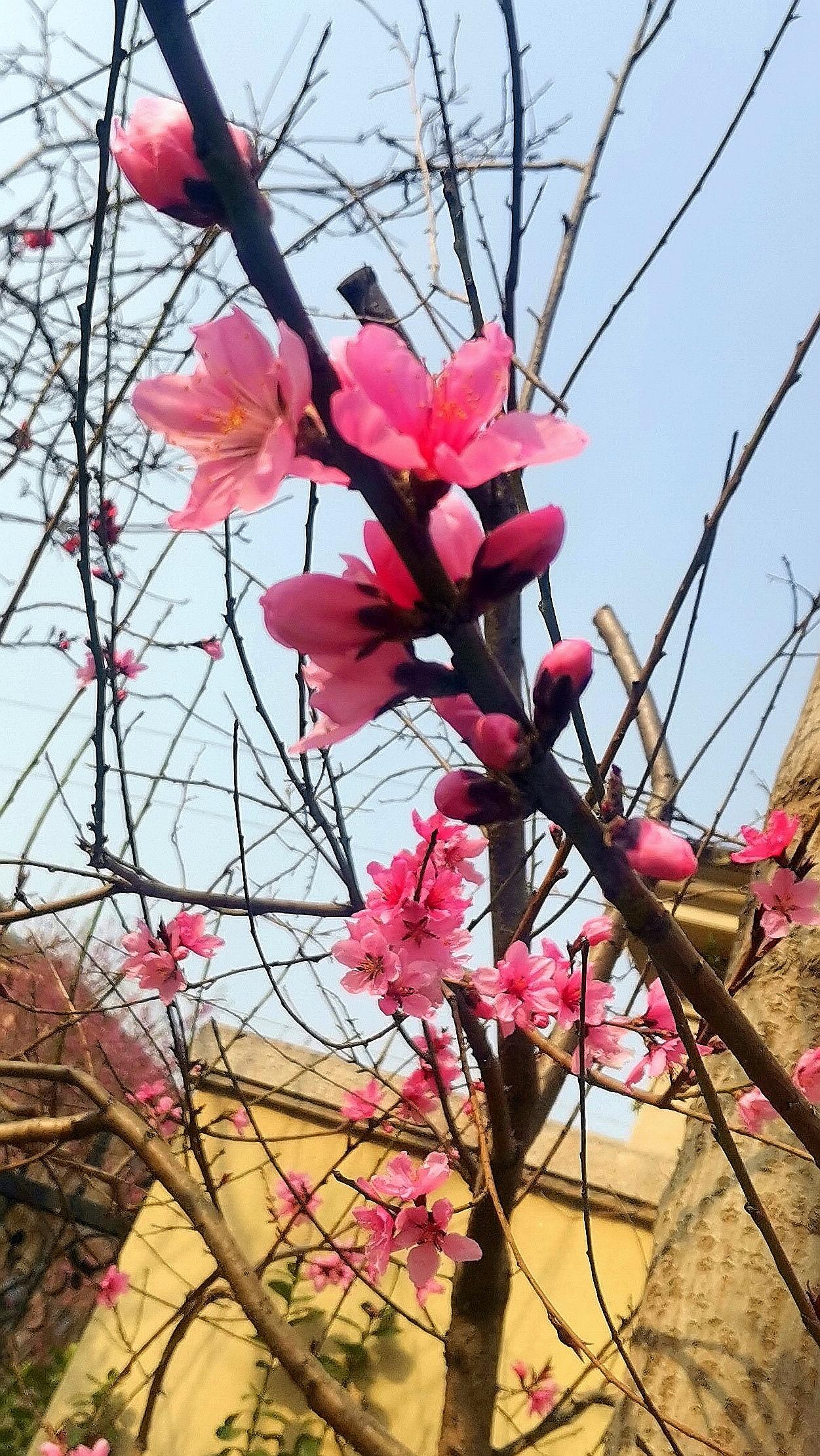 又是一季此门中，
院里应时桃花红，
娇艳粉黛关不住，
几枝出墙沐春风。