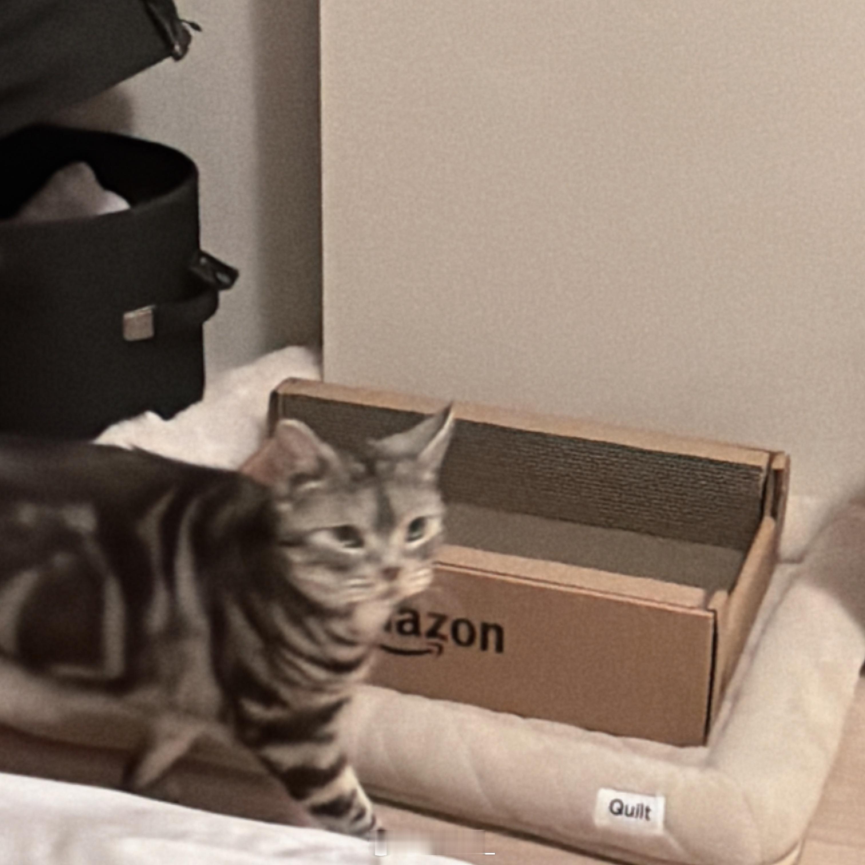 拍到了很适合做成猫meme的小kira 