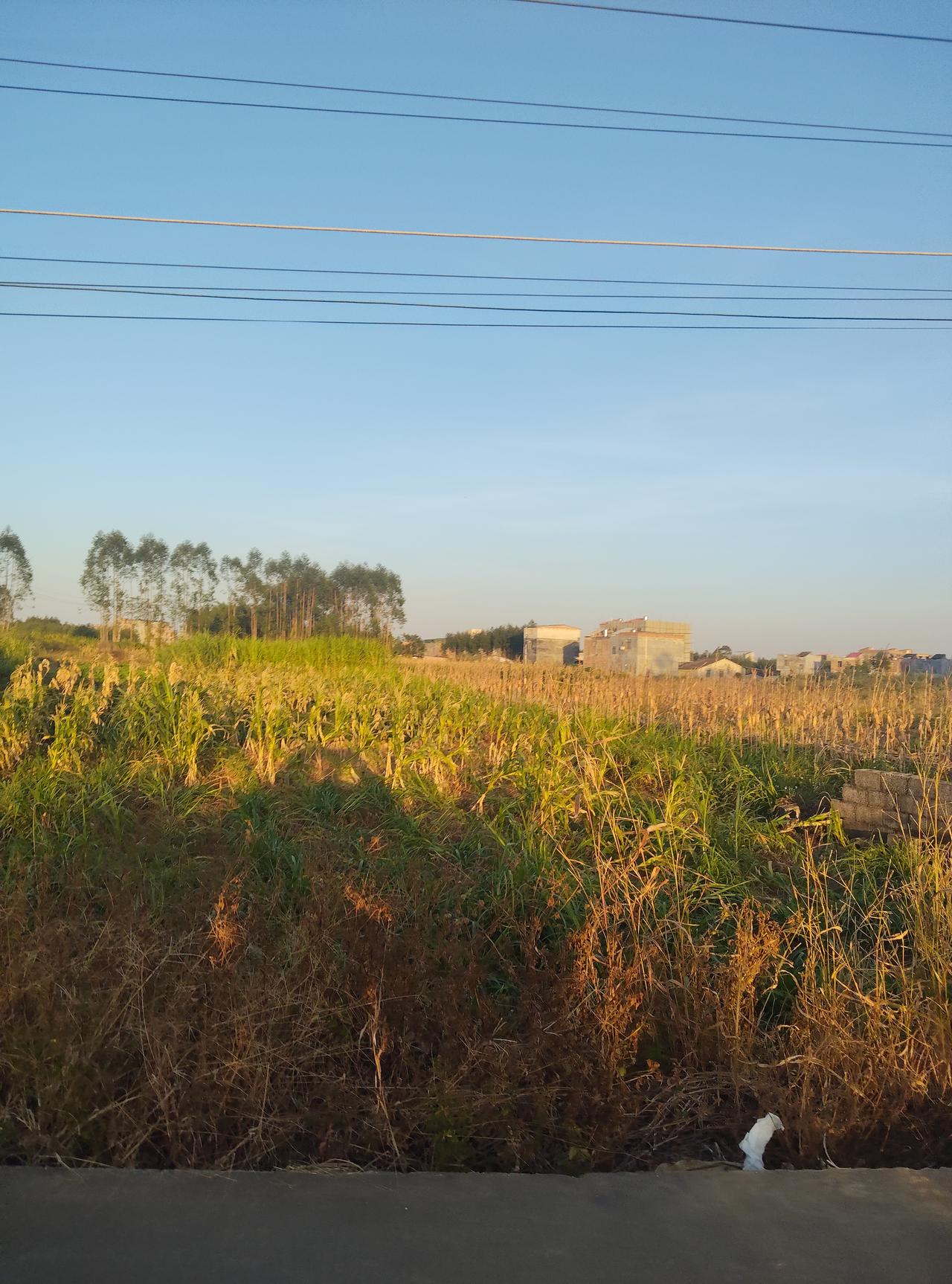 俄学者安德烈·贝斯特里茨基就指出，
日本外交长期有严重问题，首相涉台恶劣言论冲击